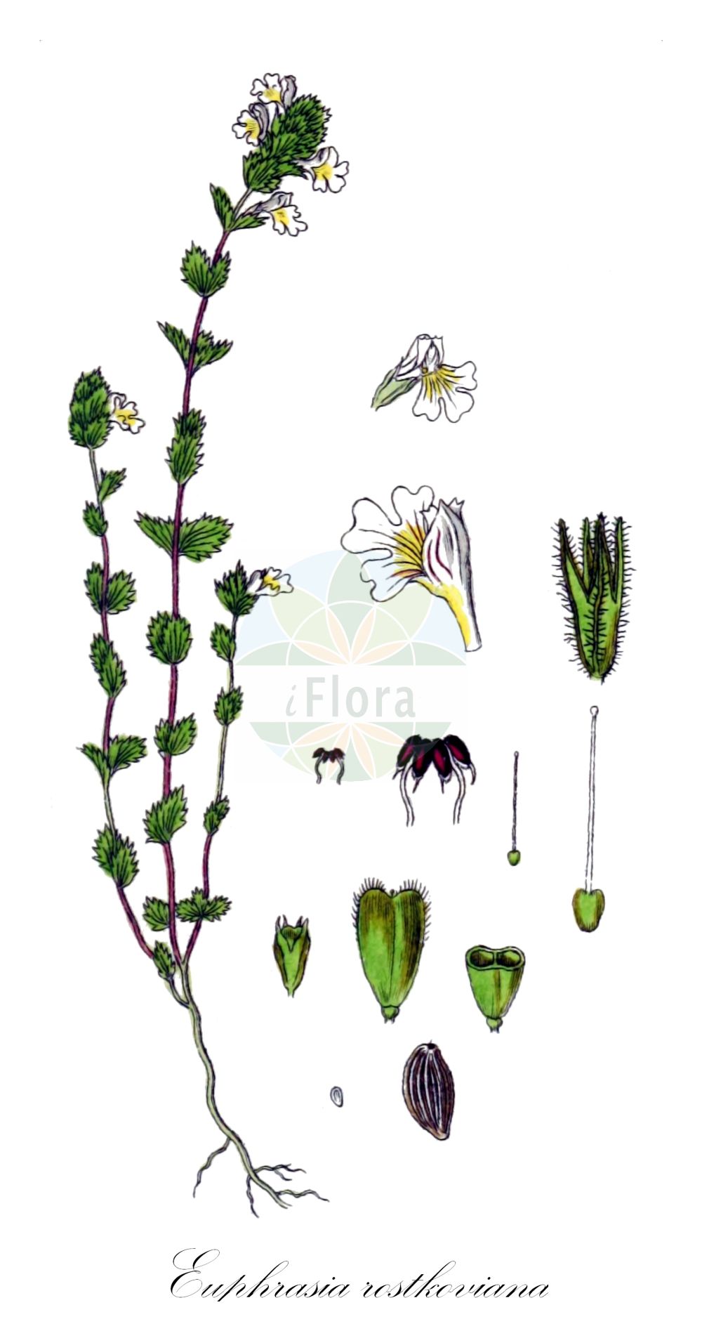 Historische Abbildung von Euphrasia rostkoviana (Bunter Augentrost - Eyebright). Das Bild zeigt Blatt, Bluete, Frucht und Same. ---- Historical Drawing of Euphrasia rostkoviana (Bunter Augentrost - Eyebright). The image is showing leaf, flower, fruit and seed.(Euphrasia rostkoviana,Bunter Augentrost,Eyebright,Euphrasia officinalis,Euphrasia pratensis,Euphrasia rostkoviana,Bunter Augentrost,Gewoehnlicher Augentrost,Grosser Augentrost,Wiesen-Augentrost,Eyebright,Euphrasia,Augentrost,Eyebright,Orobanchaceae,Sommerwurzgewächse,Broomrape family,Blatt,Bluete,Frucht,Same,leaf,flower,fruit,seed,Sturm (1796f))