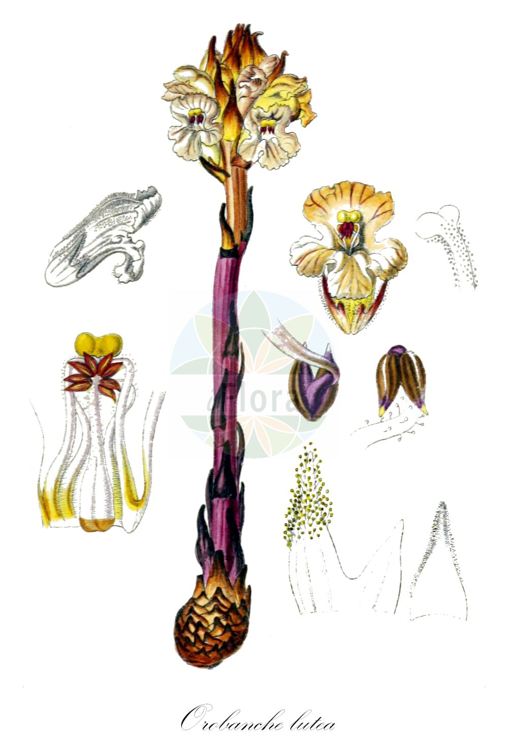 Orobanche lutea - Orobanchaceae,Plantae,Pteridobiotina,Angiosperms,Lamiales,Orobanchaceae,Orobanche,Orobanche lutea,Orobanche alpigena, Orobanche avellanae, Orobanche buekiana, Orobanche buekii, Orobanche concreta, Orobanche fragrantissima, Orobanche linczevskii, Orobanche lutea var. concreta, Orobanche lutea var. concreta, Orobanche medicaginifixa, Orobanche medicaginis, Orobanche medicaginis-sativae, Orobanche prosgolica, Orobanche pruinosa, Orobanche rubens,Gelbe Sommerwurz;Rötlichgelbe Sommerwurz;Gelber Würger;yellow broomrape;red-flower broomrape;Orobanche jaune;orobanche rouge;Succiamele prataiolo;succiamele della medica;krop-sla;roode bremraap;rode bremraap;заразиха жёлтая;заразиха Линчевского;заразиха люцерновая;заразиха ярко-жёлтая;зразиха жёлтая;sparq i jonxhës;sparqe;sparqe e verdhë;žuti volovod;zaraza czerwonawa;sárga vajvirág;záraza žlutá;záraza žltá;вовчок жовтий;надувена сводњача;руменкасти воловод