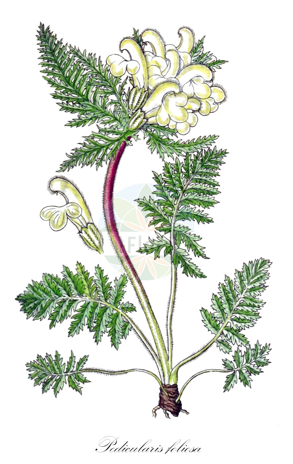 Historische Abbildung von Pedicularis foliosa (Durchblättertes Läusekraut - Leafy Lousewort). Das Bild zeigt Blatt, Bluete, Frucht und Same. ---- Historical Drawing of Pedicularis foliosa (Durchblättertes Läusekraut - Leafy Lousewort). The image is showing leaf, flower, fruit and seed.(Pedicularis foliosa,Durchblättertes Läusekraut,Leafy Lousewort,Pedicularis foliosa,Durchblaettertes Laeusekraut,Vielblaettriges Laeusekraut,Leafy Lousewort,Pedicularis,Läusekraut,Lousewort,Orobanchaceae,Sommerwurzgewächse,Broomrape family,Blatt,Bluete,Frucht,Same,leaf,flower,fruit,seed,Sturm (1796f))