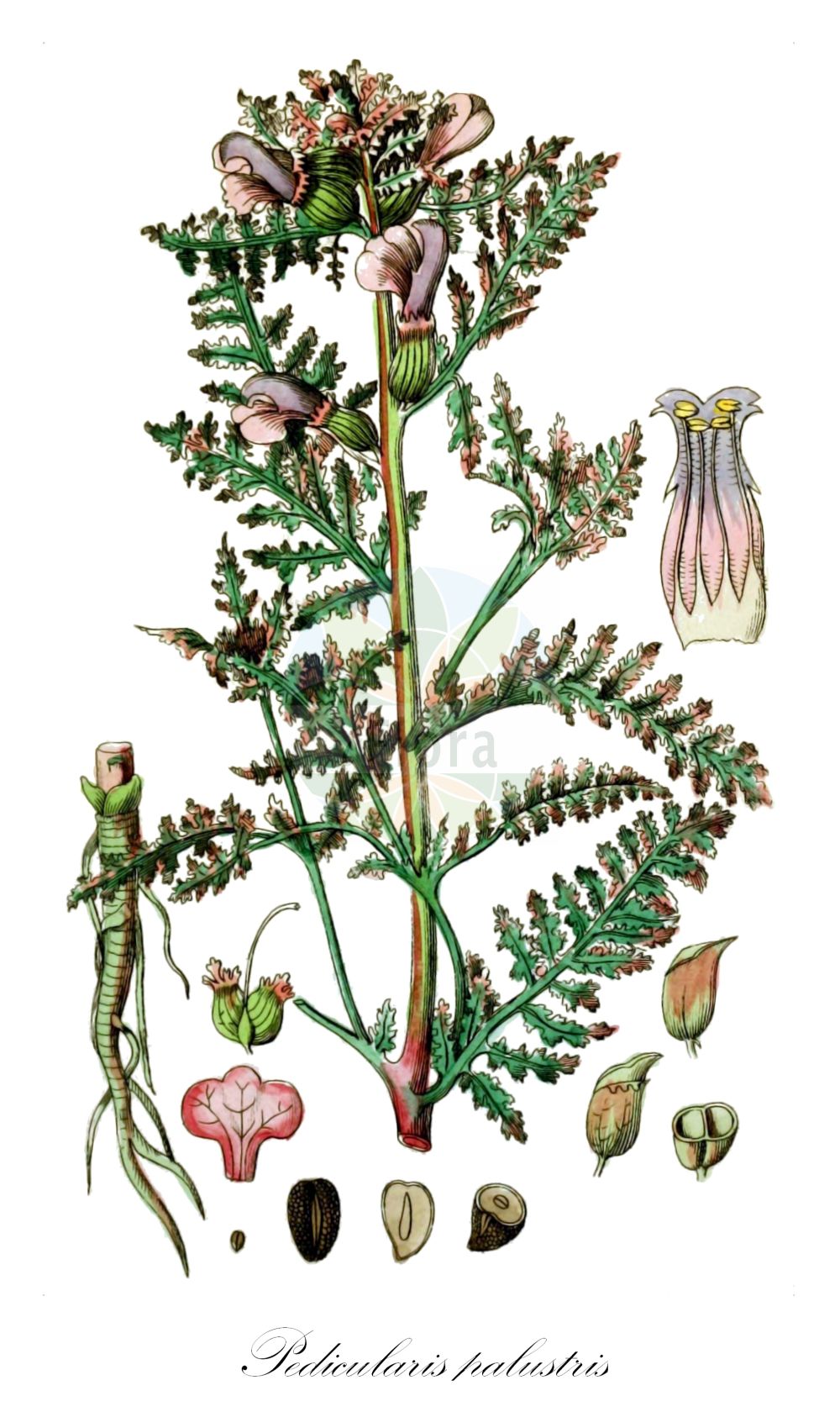 Historische Abbildung von Pedicularis palustris (Sumpf-Läusekraut - Marsh Lousewort). Das Bild zeigt Blatt, Bluete, Frucht und Same. ---- Historical Drawing of Pedicularis palustris (Sumpf-Läusekraut - Marsh Lousewort). The image is showing leaf, flower, fruit and seed.(Pedicularis palustris,Sumpf-Läusekraut,Marsh Lousewort,Pedicularis palustris,Pedicularis palustris subsp. serotina,Sumpf-Laeusekraut,Gewoehnliches Sumpf-Laeusekraut,Marsh Lousewort,European Purple Lousewort,Red Rattle,Pedicularis,Läusekraut,Lousewort,Orobanchaceae,Sommerwurzgewächse,Broomrape family,Blatt,Bluete,Frucht,Same,leaf,flower,fruit,seed,Winkler (1853))