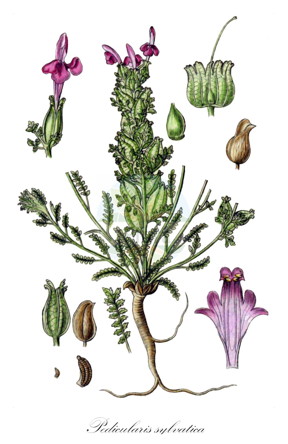 Historische Abbildung von Pedicularis sylvatica (Wald-Läusekraut - Lousewort). Das Bild zeigt Blatt, Bluete, Frucht und Same. ---- Historical Drawing of Pedicularis sylvatica (Wald-Läusekraut - Lousewort). The image is showing leaf, flower, fruit and seed.(Pedicularis sylvatica,Wald-Läusekraut,Lousewort,Pedicularis sylvatica,Wald-Laeusekraut,Lousewort,Common Lousewort,Pedicularis,Läusekraut,Lousewort,Orobanchaceae,Sommerwurzgewächse,Broomrape family,Blatt,Bluete,Frucht,Same,leaf,flower,fruit,seed,Sturm (1796f))