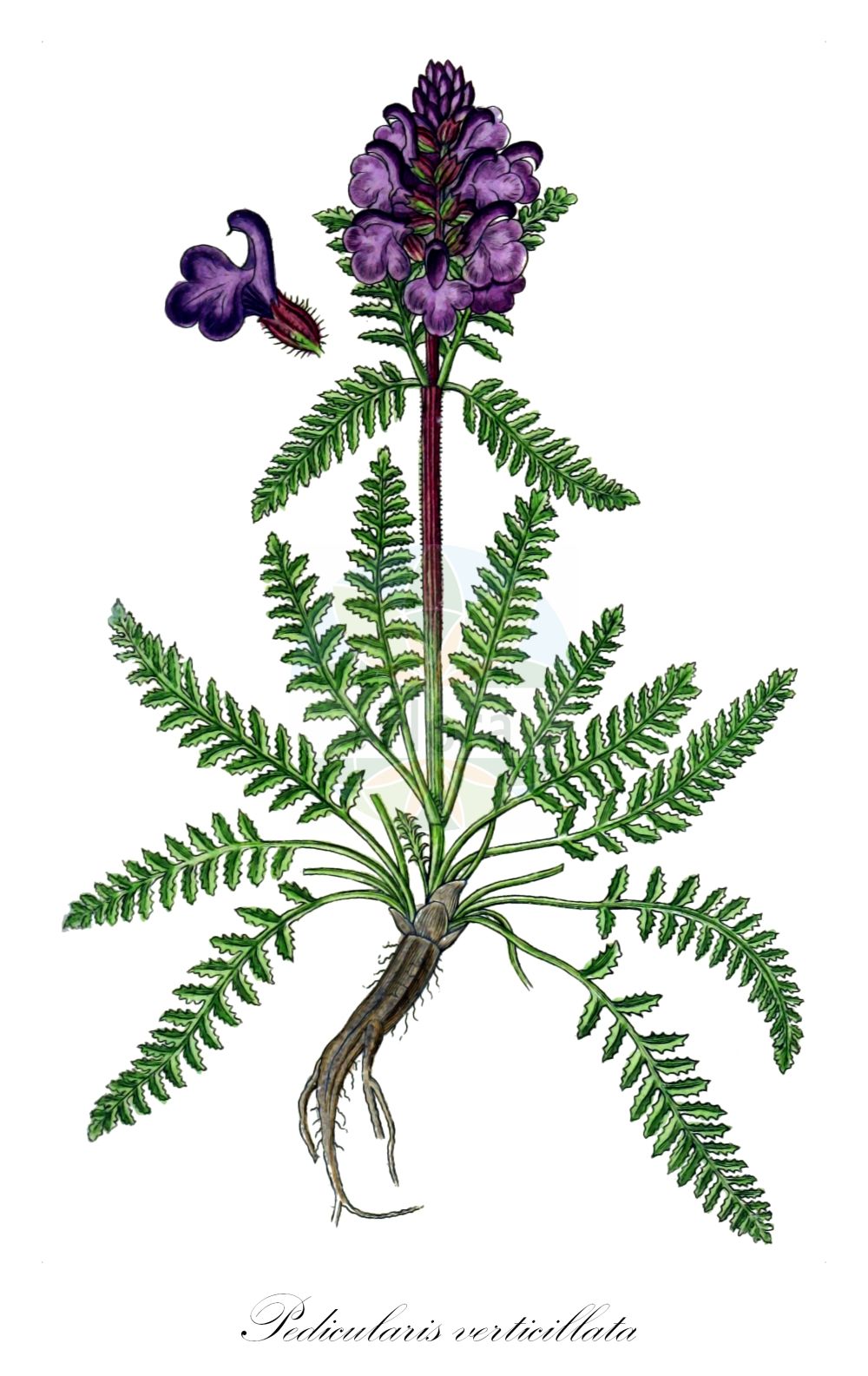 Historische Abbildung von Pedicularis verticillata (Quirlblättriges Läusekraut - Verticillate Lousewort). Das Bild zeigt Blatt, Bluete, Frucht und Same. ---- Historical Drawing of Pedicularis verticillata (Quirlblättriges Läusekraut - Verticillate Lousewort). The image is showing leaf, flower, fruit and seed.(Pedicularis verticillata,Quirlblättriges Läusekraut,Verticillate Lousewort,Pedicularis verticillata,Quirlblaettriges Laeusekraut,Verticillate Lousewort,Whorled Lousewort,Pedicularis,Läusekraut,Lousewort,Orobanchaceae,Sommerwurzgewächse,Broomrape family,Blatt,Bluete,Frucht,Same,leaf,flower,fruit,seed,Sturm (1796f))