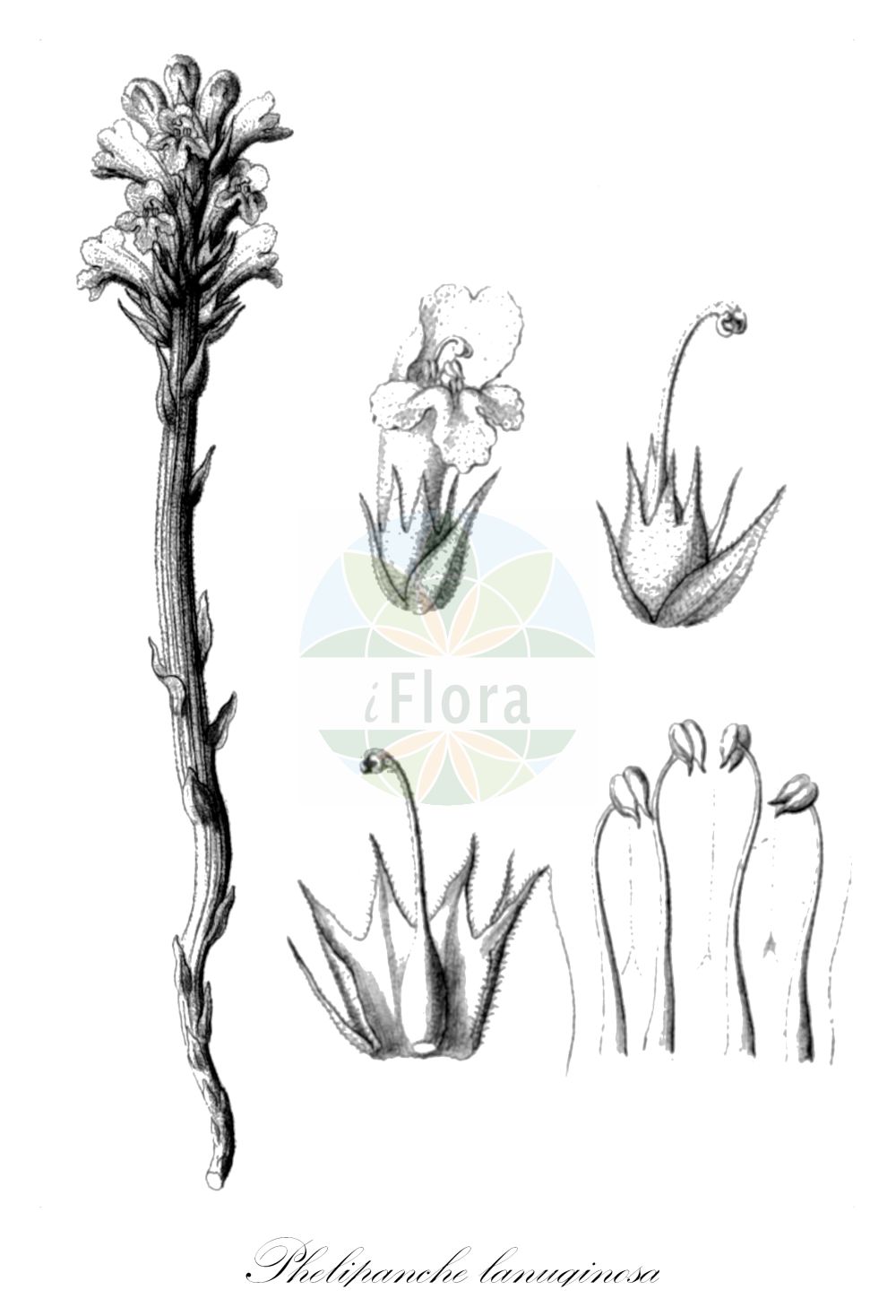 Orobanche caesia - Orobanchaceae,Plantae,Pteridobiotina,Angiosperms,Lamiales,Orobanchaceae,Orobanche,Orobanche caesia,Kopsia caesia, Orobanche asiatica, Orobanche borealis, Orobanche caesia var. borealis, Orobanche lanuginosa, Orobanche peisonis, Phelipaea lanuginosa, Phelipanche caesia, Phelipanche caesia var. borealis, Phelipanche lanuginosa, Phelypaea araneosa, Phelypaea caesia, Phelypaea caesia, Phelypaea lanuginosa,Wollige Sommerwurz;заразиха голубая;фелипанхе голубая;mavi veremotu;deres vajvirág;mordovka sivá;záraza sivá;zárazovec sivý;вовчок голубий