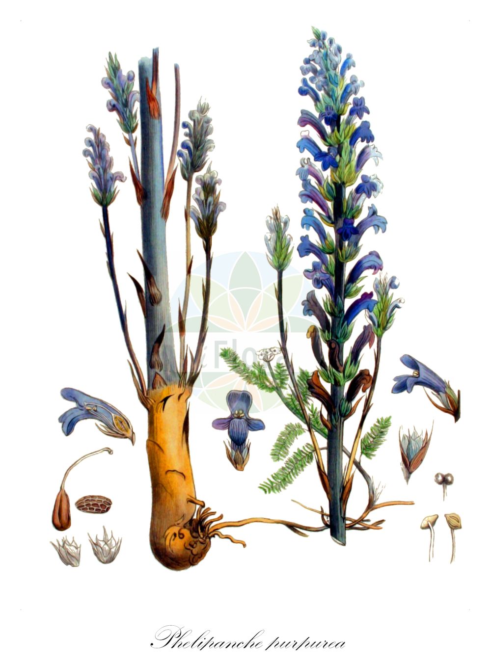 Historische Abbildung von Phelipanche purpurea (Böhmische Sommerwurz - Yarrow Broomrape). Das Bild zeigt Blatt, Bluete, Frucht und Same. ---- Historical Drawing of Phelipanche purpurea (Böhmische Sommerwurz - Yarrow Broomrape). The image is showing leaf, flower, fruit and seed.(Phelipanche purpurea,Böhmische Sommerwurz,Yarrow Broomrape,Kopsia caerulea,Kopsia purpurea,Orobanche bohemica,Orobanche caerulea,Orobanche iberica,Orobanche purpurea,Phelipanche bohemica,Phelipanche iberica,Phelipanche purpurea,Phelypaea caerulea,Phelypaea pareysii,Phelypaea purpurea,Boehmische Sommerwurz,Purpur-Sommerwurz,Yarrow Broomrape,Purple Broomrape,Phelipanche,Orobanchaceae,Sommerwurzgewächse,Broomrape family,Blatt,Bluete,Frucht,Same,leaf,flower,fruit,seed,Kops (1800-1934))