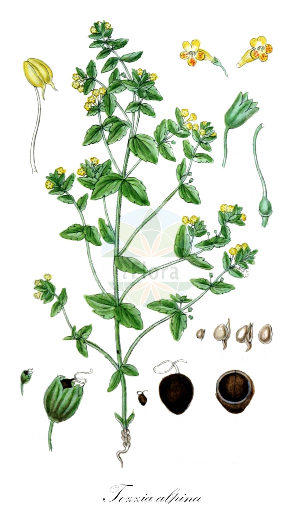 Tozzia alpina - Orobanchaceae,Plantae,Pteridobiotina,Angiosperms,Lamiales,Orobanchaceae,Tozzia,Tozzia alpina,Alpenrachen;Tozzie;alpine tozzia;Tozzie des Alpes;eufrasia menor;Tozzia;alpenbekje;альпийская тоцция;тоцция альпийская;alpski goltec;тоција