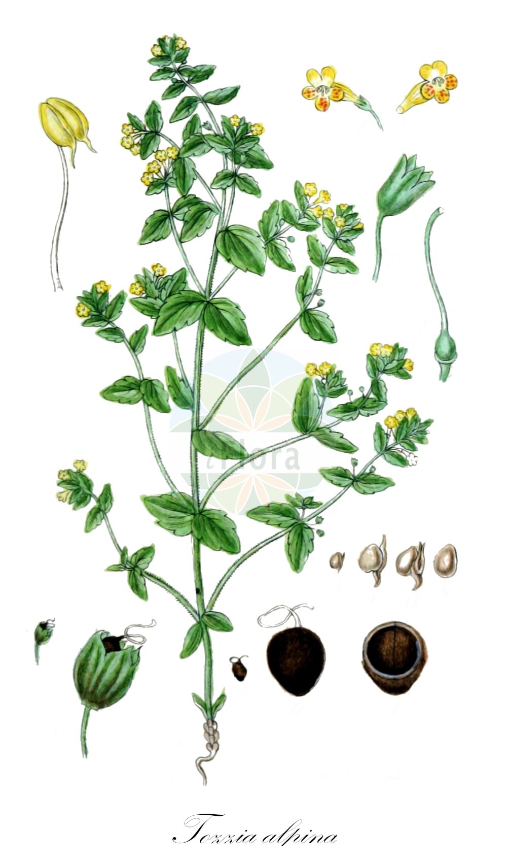 Historische Abbildung von Tozzia alpina (Alpenrachen - Alpine Tozzia). Das Bild zeigt Blatt, Bluete, Frucht und Same. ---- Historical Drawing of Tozzia alpina (Alpenrachen - Alpine Tozzia). The image is showing leaf, flower, fruit and seed.(Tozzia alpina,Alpenrachen,Alpine Tozzia,Tozzia alpina,Alpenrachen,Tozzie,Alpine Tozzia,Tozzia,Alpenrachen,Orobanchaceae,Sommerwurzgewächse,Broomrape family,Blatt,Bluete,Frucht,Same,leaf,flower,fruit,seed,Sturm (1796f))