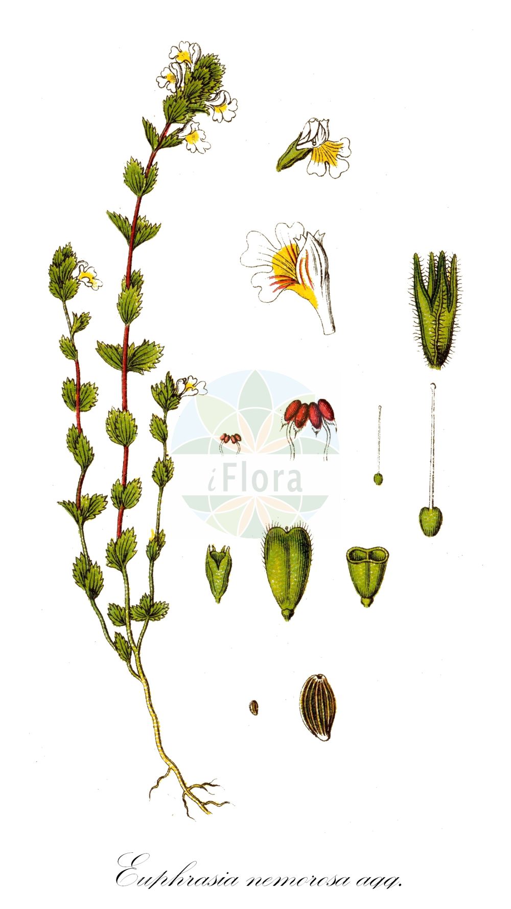Euphrasia - Orobanchaceae,Biota,Plantae,Pteridobiotina,Tracheophyta,Magnoliopsida,Lamiales,Orobanchaceae,Euphrasia,Anagosperma, Siphonidium