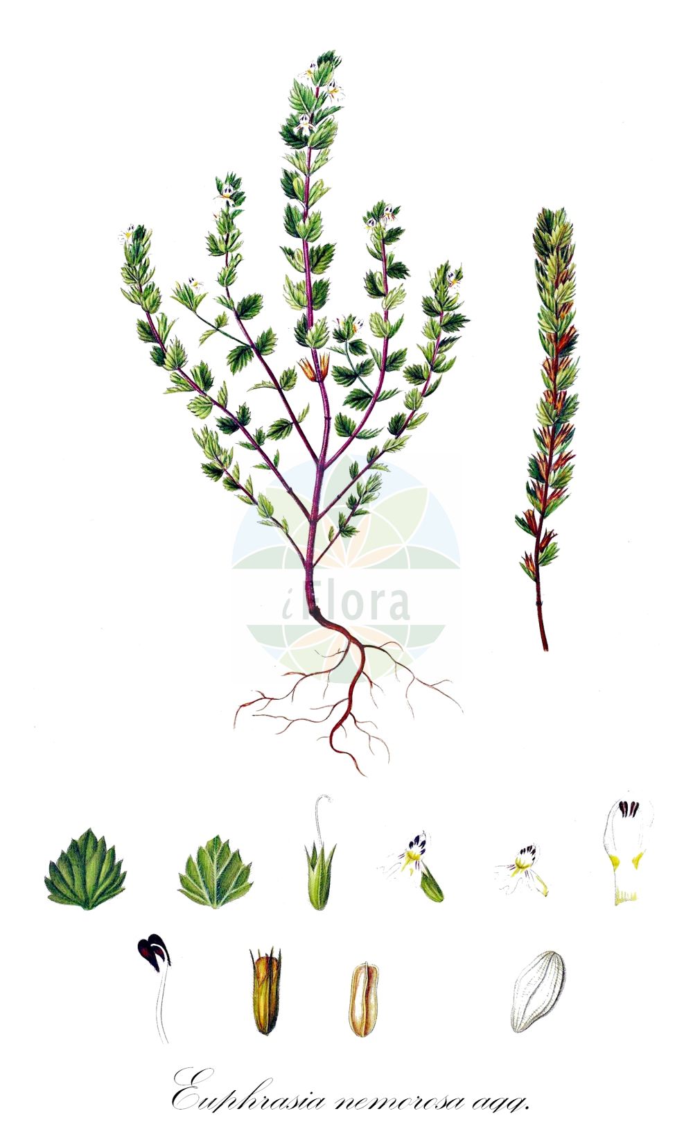 Historische Abbildung von Euphrasia nemorosa agg. (Hain-Augentrost - Wind Eyebright). Das Bild zeigt Blatt, Bluete, Frucht und Same. ---- Historical Drawing of Euphrasia nemorosa agg. (Hain-Augentrost - Wind Eyebright). The image is showing leaf, flower, fruit and seed.(Euphrasia nemorosa agg.,Hain-Augentrost,Wind Eyebright,Hain-Augentrost,Hain-Augentrost,Gewoehnlicher Hain-Augentrost,Wind Eyebright,Euphrasia,Augentrost,Eyebright,Orobanchaceae,Sommerwurzgewächse,Broomrape family,Blatt,Bluete,Frucht,Same,leaf,flower,fruit,seed,Oeder (1761-1883))