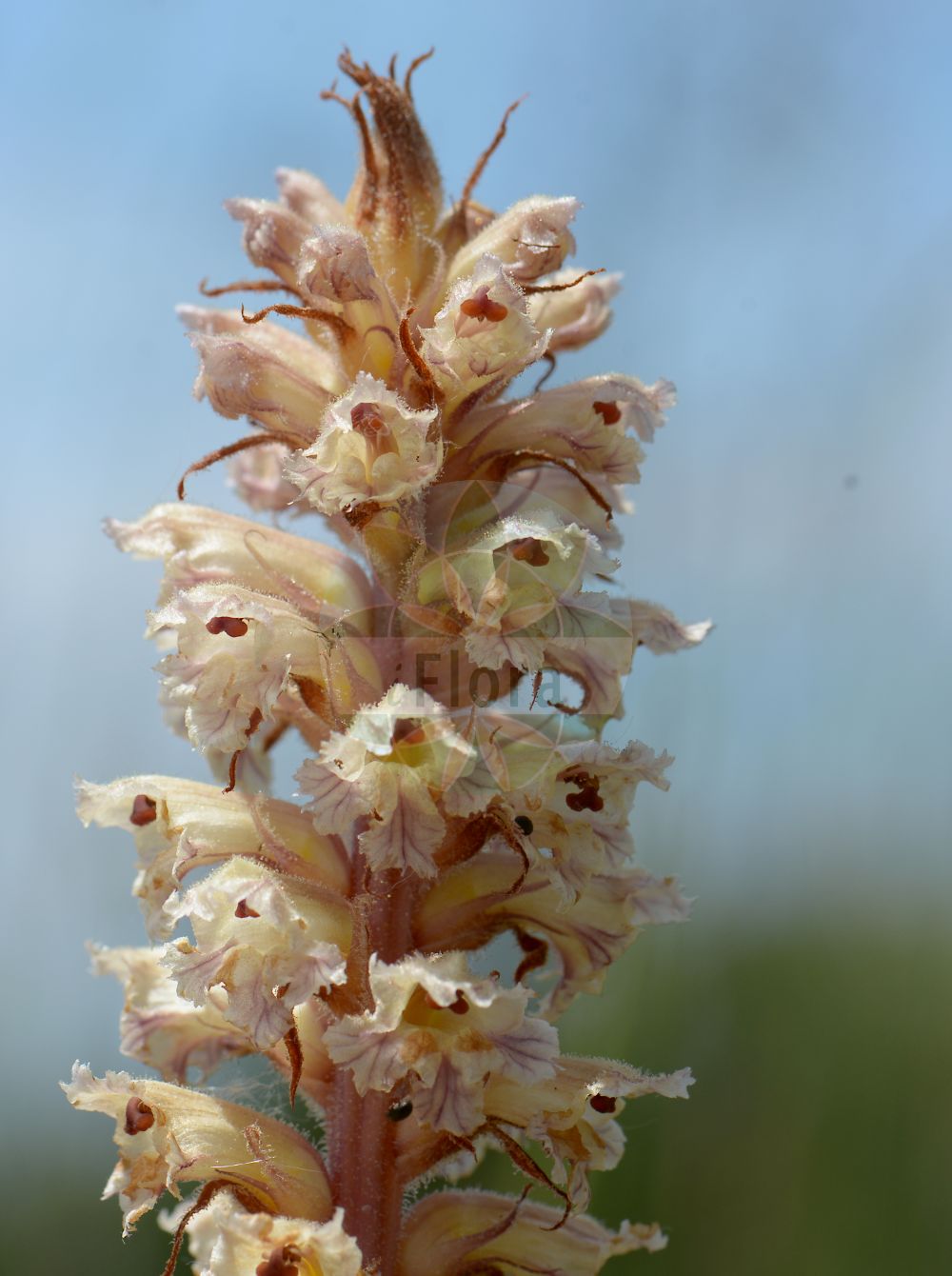 Orobanche artemisiae-campestris - Orobanchaceae,Plantae,Pteridobiotina,Angiosperms,Lamiales,Orobanchaceae,Orobanche,Orobanche artemisiae-campestris,Orobanche artemisiae, Orobanche artemisi-epiphyta, Orobanche artemisiophya, Orobanche carotae, Orobanche carotae, Orobanche loricata, Orobanche loricata f. albostigma, Orobanche lusitanica, Orobanche picridis var. carotae, Orobanche picridis var. loricata, Orobanche pseudoloricata, Orobanche scolymi,Panzer-Sommerwurz;Bitterkraut-Sommerwurz;Beifuß-Sommerwurz;Bitterkraut-Würger;Beifuss-Würger;oxtongue broomrape;mugwort broomrape;Orobanche de la picride;Orobanche de l'armoise;orobanche des crépides;orobanche en cotte de mailles;Succiamele dell'aspraggine;Succiamele dell'assenzio di campo;succiamele delle aspraggine;kruip-brem;bitterkruidbremraap;заразиха горчаковая;papatyakıran;sparqe;braškasti volovod;lepezasti volovod;bittermælk-gyvelkvæler;zaraza goryczelowa;pelinov pojalnik;skrkin pojalnik;keserűgyökér-vajvirág;üröm-vajvirág;záraza hořčíková;záraza šupinatá;záraza horčíková;záraza šupinatá;вовчок гірчаковий;кожест воловодец;alleket argemanit;עַלֶּקֶת אַרְגְּמָנִית