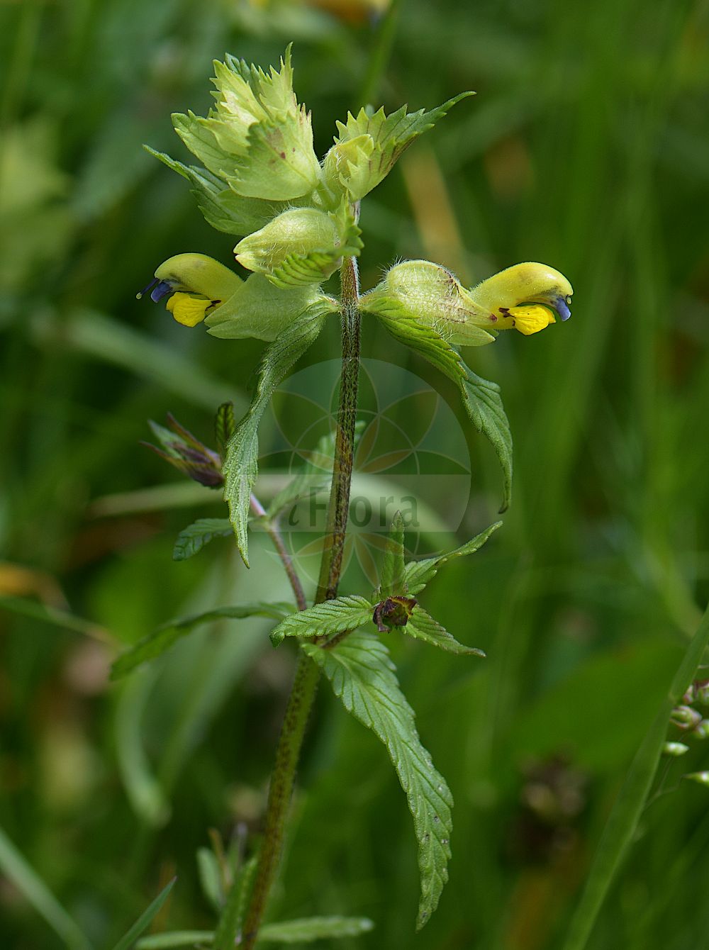 Foto von Rhinanthus alectorolophus (Zottiger Klappertopf - Greater Yellow Rattle). Das Foto wurde in Monte Bondeone, Provincia Autonoma di Trento, Italien, Alpen aufgenommen. ---- Photo of Rhinanthus alectorolophus (Zottiger Klappertopf - Greater Yellow Rattle). The picture was taken in Monte Bondeone, Provincia Autonoma di Trento, Italy, Alps.(Rhinanthus alectorolophus,Zottiger Klappertopf,Greater Yellow Rattle,Alectorolophus ellipticus,Alectorolophus hirsutus,Mimulus alectorolophus,Rhinanthus alectorolophus,Rhinanthus ellipticus,Rhinanthus major,Zottiger Klappertopf,Aschersons Zottiger Klappertopf,Druesiger Klappertopf,Frueher Zottiger Klappertopf,Sommerlicher Zottiger Klappertopf,Zotten-Klappertopf,Greater Yellow Rattle,Yellow Rattle,Rhinanthus,Klappertopf,Yellow Rattle,Orobanchaceae,Sommerwurzgewächse,Broomrape family)