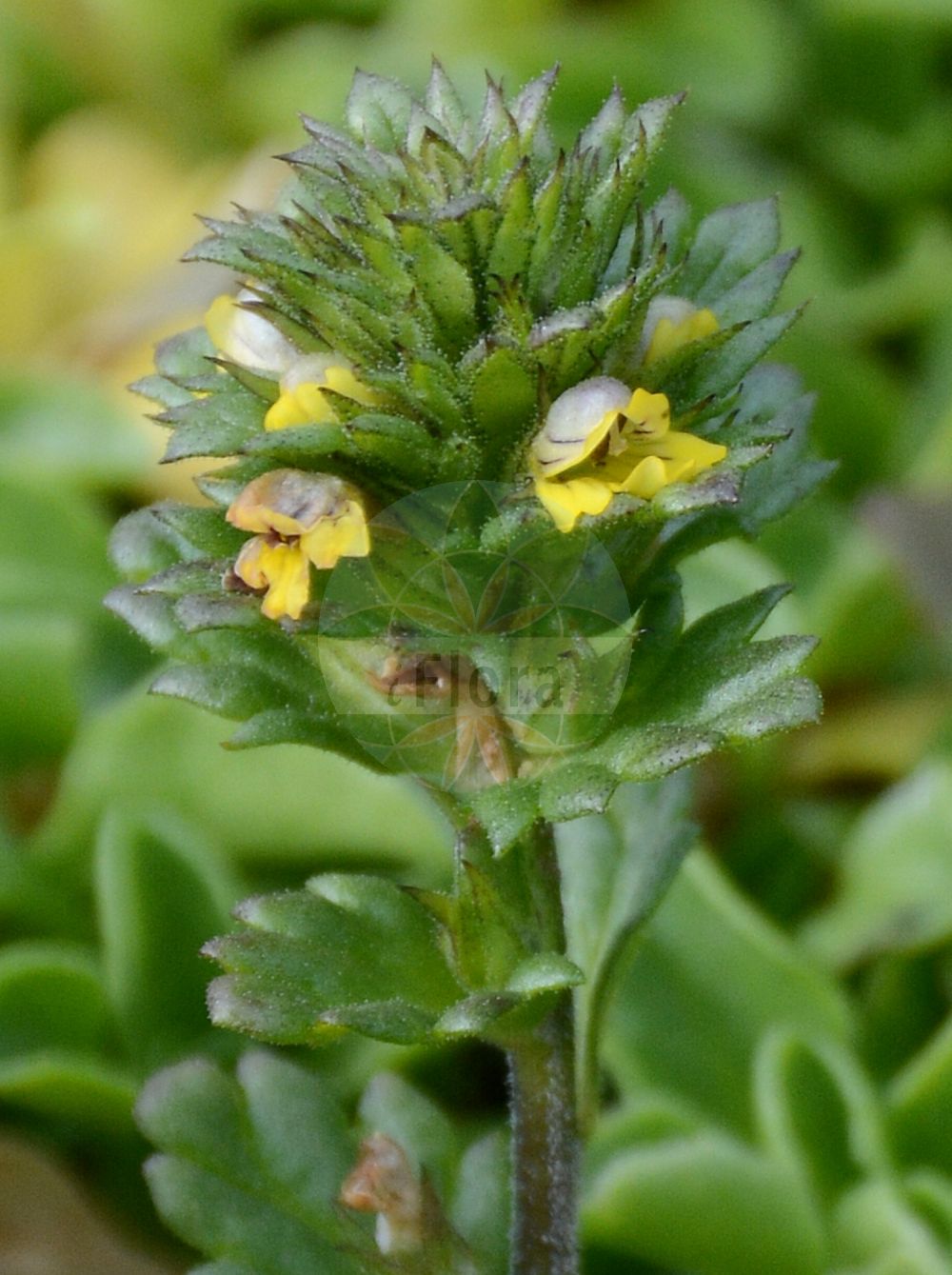 Foto von Euphrasia minima (Zwerg-Augentrost - Dwarf Eyebright). Das Foto wurde in Schynige Platte, Interlaken, Bern, Schweiz aufgenommen. ---- Photo of Euphrasia minima (Zwerg-Augentrost - Dwarf Eyebright). The picture was taken in Schynige Platte, Interlaken, Bern, Switzerland.(Euphrasia minima,Zwerg-Augentrost,Dwarf Eyebright,Euphrasia mattfeldii,Euphrasia mendoncae,Euphrasia minima,Zwerg-Augentrost,Alpen-Augentrost,Druesenkelch-Augentrost,Dwarf Eyebright,Euphrasia,Augentrost,Eyebright,Orobanchaceae,Sommerwurzgewächse,Broomrape family)