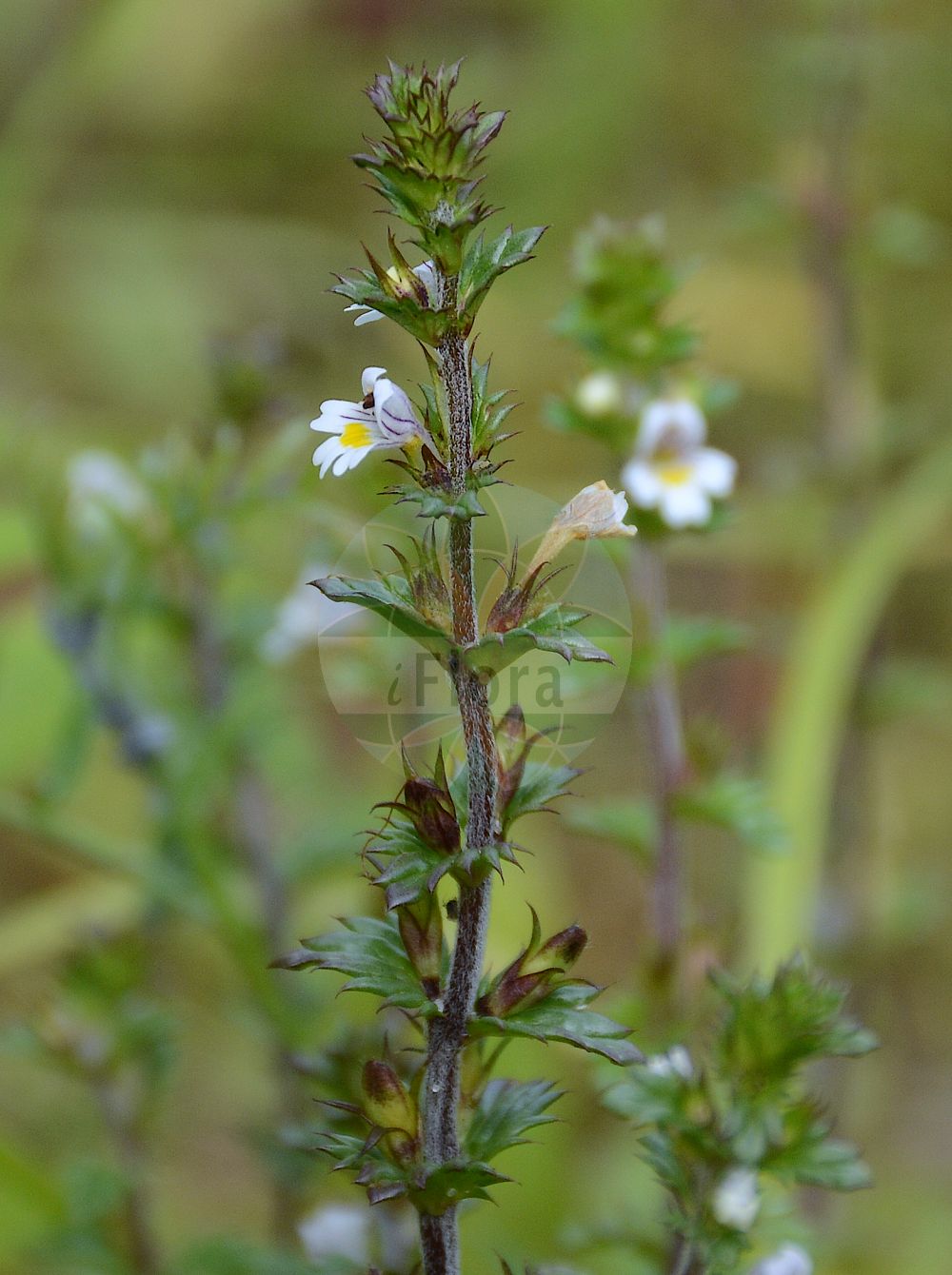 Foto von Euphrasia nemorosa (Hain-Augentrost - Wind Eyebright). Das Foto wurde in Berlin, Deutschland aufgenommen. ---- Photo of Euphrasia nemorosa (Hain-Augentrost - Wind Eyebright). The picture was taken in Berlin, Germany.(Euphrasia nemorosa,Hain-Augentrost,Wind Eyebright,Euphrasia curta,Euphrasia curta (Fr.) Wettst.,Euphrasia glabrescens,Euphrasia nemorosa,Euphrasia nemorosa (Pers.) Wallr.,Euphrasia nitidula,Euphrasia preussiana,Hain-Augentrost,Wind Eyebright,Common Eyebright,Euphrasia,Augentrost,Eyebright,Orobanchaceae,Sommerwurzgewächse,Broomrape family)