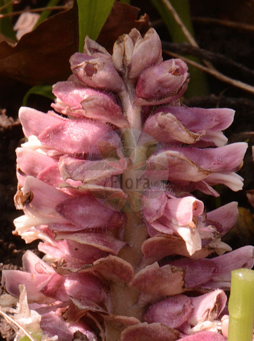 Foto von Lathraea squamaria (Gewöhnliche Schuppenwurz - Toothwort). ---- Photo of Lathraea squamaria (Gewöhnliche Schuppenwurz - Toothwort).(Lathraea squamaria,Gewöhnliche Schuppenwurz,Toothwort,Lathraea squamaria,Gewoehnliche Schuppenwurz,Fichten-Schuppenwurz,Tatra-Schuppenwurz,Toothwort,Common Toothwort,Corpse Flower,Lathraea,Schuppenwurz,Toothwort,Orobanchaceae,Sommerwurzgewächse,Broomrape family)