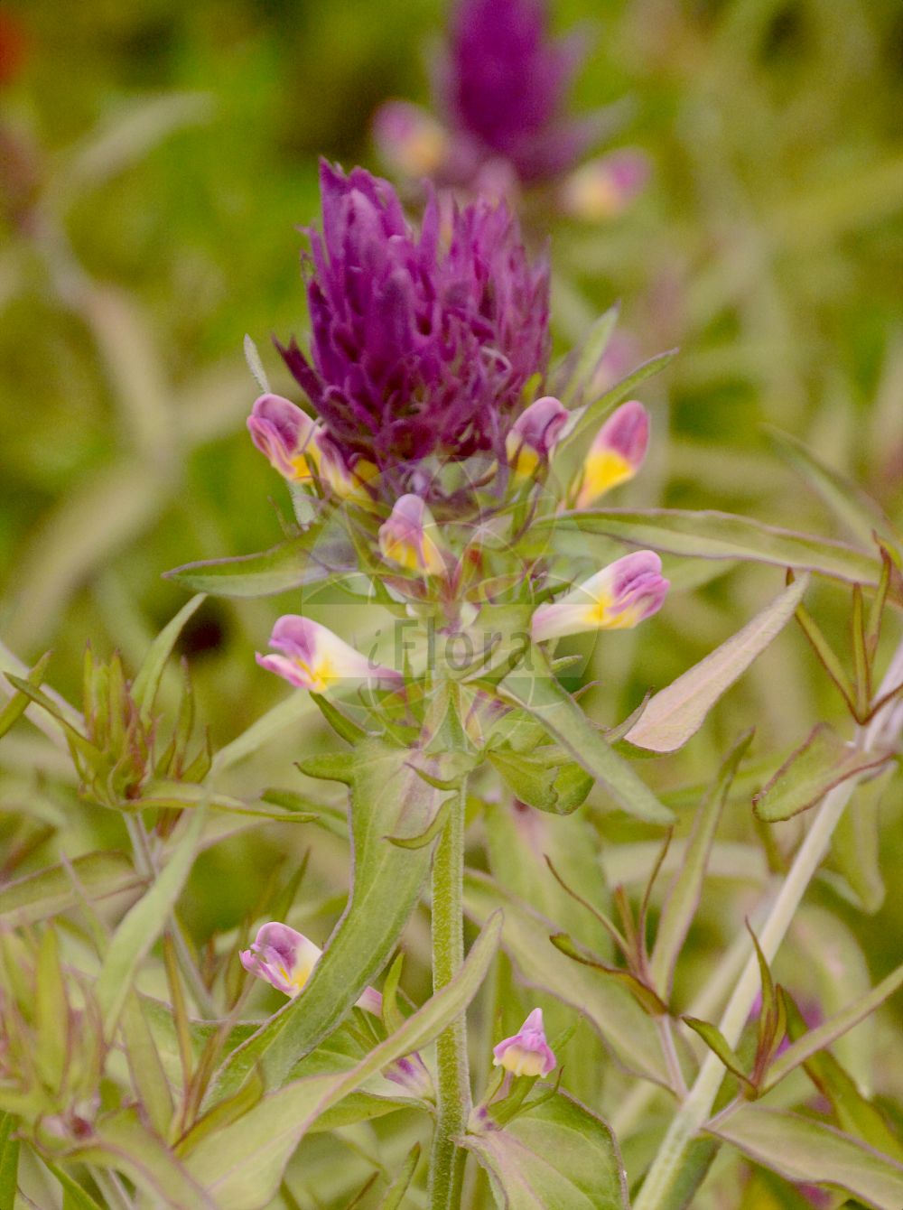 Foto von Melampyrum arvense (Acker-Wachtelweizen - Field Cow-wheat). Das Foto wurde in Dresden, Sachsen, Deutschland aufgenommen. ---- Photo of Melampyrum arvense (Acker-Wachtelweizen - Field Cow-wheat). The picture was taken in Dresden, Sachsen, Germany.(Melampyrum arvense,Acker-Wachtelweizen,Field Cow-wheat,Melampyrum argyrocomum,Melampyrum arvense,Melampyrum arvense L. subsp.,Melampyrum cretaceum,Melampyrum pseudobarbatum,Melampyrum semleri,Acker-Wachtelweizen,Field Cow-wheat,Horse Flower,Purple Cow-wheat,Melampyrum,Wachtelweizen,Cowwheat,Orobanchaceae,Sommerwurzgewächse,Broomrape family)