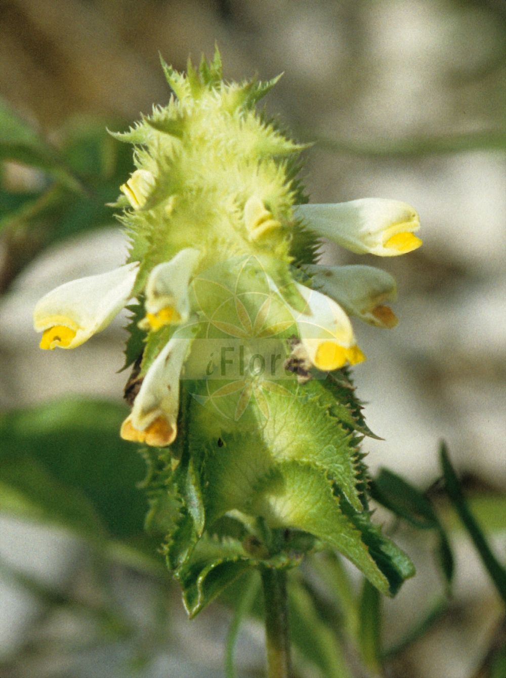 Foto von Melampyrum cristatum (Kamm-Wachtelweizen - Crested Cow-wheat). ---- Photo of Melampyrum cristatum (Kamm-Wachtelweizen - Crested Cow-wheat).(Melampyrum cristatum,Kamm-Wachtelweizen,Crested Cow-wheat,Melampyrum cristatum,Melampyrum cristatum L. subsp.,Melampyrum cristatum L. var.,Melampyrum ronnigeri,Melampyrum solstitiale,Melampyrum solstitialis,Kamm-Wachtelweizen,Ronnigers Kamm-Wachtelweizen,Sommer-Kammwachtelweizen,Crested Cow-wheat,Melampyrum,Wachtelweizen,Cowwheat,Orobanchaceae,Sommerwurzgewächse,Broomrape family)