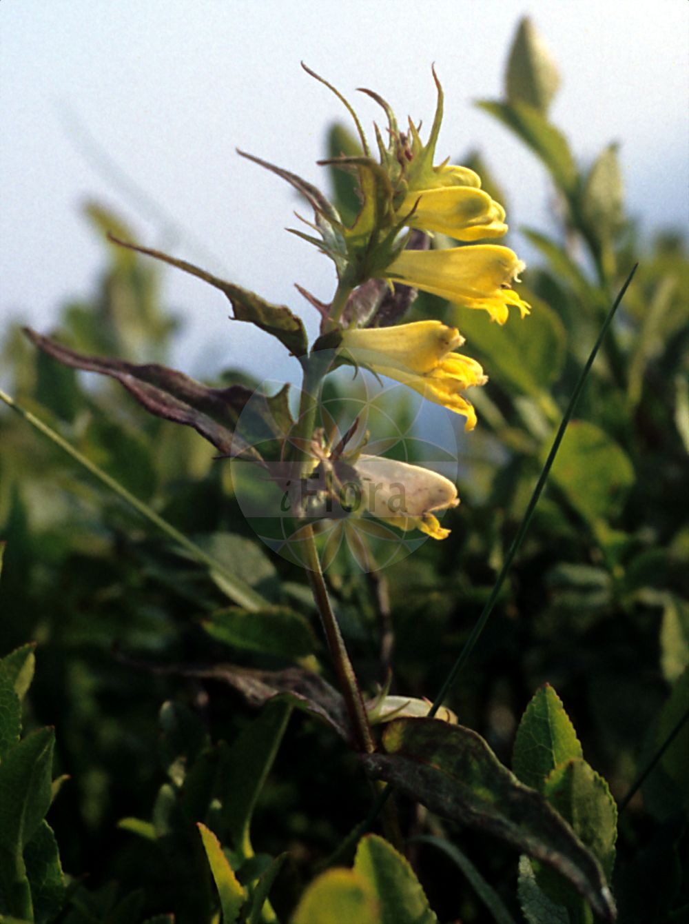 Foto von Melampyrum pratense (Wiesen-Wachtelweizen - Common Cow-wheat). ---- Photo of Melampyrum pratense (Wiesen-Wachtelweizen - Common Cow-wheat).(Melampyrum pratense,Wiesen-Wachtelweizen,Common Cow-wheat,Melampyrum alpestre,Melampyrum commutatum,Melampyrum laciniatum,Melampyrum pratense,Melampyrum pratense L. subsp.,Melampyrum vulgatum,Wiesen-Wachtelweizen,Gewoehnlicher Wiesen-Wachtelweizem,Wiesen-Wachtelweizem,Common Cow-wheat,Melampyrum,Wachtelweizen,Cowwheat,Orobanchaceae,Sommerwurzgewächse,Broomrape family)