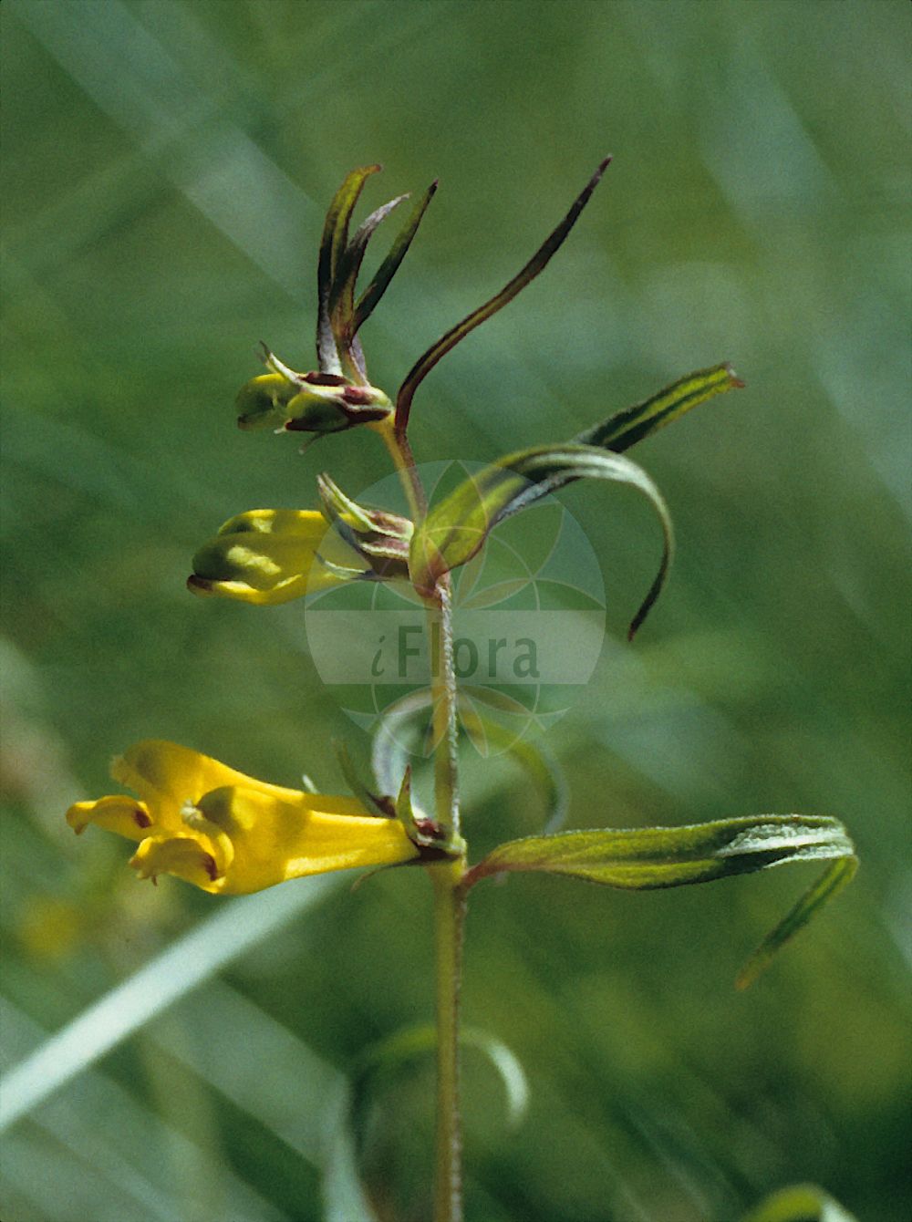 Foto von Melampyrum sylvaticum (Wald-Wachtelweizen - Small Cow-wheat). ---- Photo of Melampyrum sylvaticum (Wald-Wachtelweizen - Small Cow-wheat).(Melampyrum sylvaticum,Wald-Wachtelweizen,Small Cow-wheat,Melampyrum aestivale,Melampyrum carpaticum,Melampyrum intermedium,Melampyrum laricetorum,Melampyrum subsylvaticum,Melampyrum sylvaticum,Melampyrum sylvaticum L. subsp.,Melampyrum transsilvanicum,Wald-Wachtelweizen,Berg-Wachtelweizen,Gewoehnlicher Wald-Wachtelweizen,Karpaten-Waldwachtelweizen,Mittlerer Wald-Wachtelweizen,Sommer-Waldwachtelweizen,Small Cow-wheat,Wood Cow-wheat,Melampyrum,Wachtelweizen,Cowwheat,Orobanchaceae,Sommerwurzgewächse,Broomrape family)