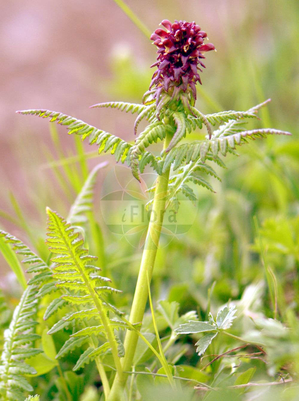 Foto von Pedicularis recutita (Gestutztes Läusekraut - Beakless Red Lousewort). Das Foto wurde in Vandans, Bludenz, Vorarlberg, Österreich, Alpen aufgenommen. ---- Photo of Pedicularis recutita (Gestutztes Läusekraut - Beakless Red Lousewort). The picture was taken in Vandans, Bludenz, Vorarlberg, Austria, Alps.(Pedicularis recutita,Gestutztes Läusekraut,Beakless Red Lousewort,Pedicularis recutita,Gestutztes Laeusekraut,Truebrotes Laeusekraut,Beakless Red Lousewort,Truncate Lousewort,Pedicularis,Läusekraut,Lousewort,Orobanchaceae,Sommerwurzgewächse,Broomrape family)