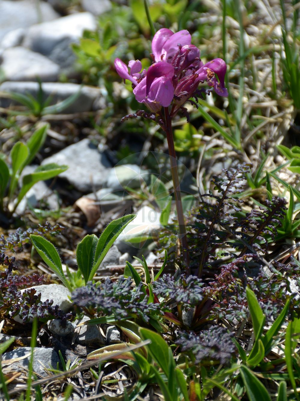 Foto von Pedicularis rostratocapitata (Geschnäbeltes Läusekraut - Beaked Lousewort). Das Foto wurde in Schachen, Garmisch-Partenkirchen, Bayern, Deutschland, Alpen aufgenommen. ---- Photo of Pedicularis rostratocapitata (Geschnäbeltes Läusekraut - Beaked Lousewort). The picture was taken in Schachen, Garmisch-Partenkirchen, Bavaria, Germany, Alps.(Pedicularis rostratocapitata,Geschnäbeltes Läusekraut,Beaked Lousewort,Pedicularis jacquinii,Pedicularis rostrata,Pedicularis rostrata L. subsp.,Pedicularis rostratocapitata,Geschnaebeltes Laeusekraut,Kopfiges Laeusekraut,Beaked Lousewort,Pedicularis,Läusekraut,Lousewort,Orobanchaceae,Sommerwurzgewächse,Broomrape family)