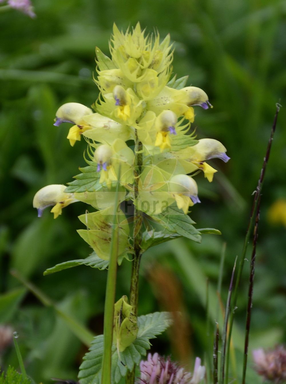 Foto von Rhinanthus glacialis (Grannen-Klappertopf). Das Foto wurde in Brandberg, Tirol, Österreich, Alpen, Zillertal aufgenommen. ---- Photo of Rhinanthus glacialis (Grannen-Klappertopf). The picture was taken in Brandberg, Tyrol, Austria, Alps, Zillertal.(Rhinanthus glacialis,Grannen-Klappertopf,Rhinanthus glacialis,Grannen-Klappertopf,Rhinanthus,Klappertopf,Yellow Rattle,Orobanchaceae,Sommerwurzgewächse,Broomrape family)