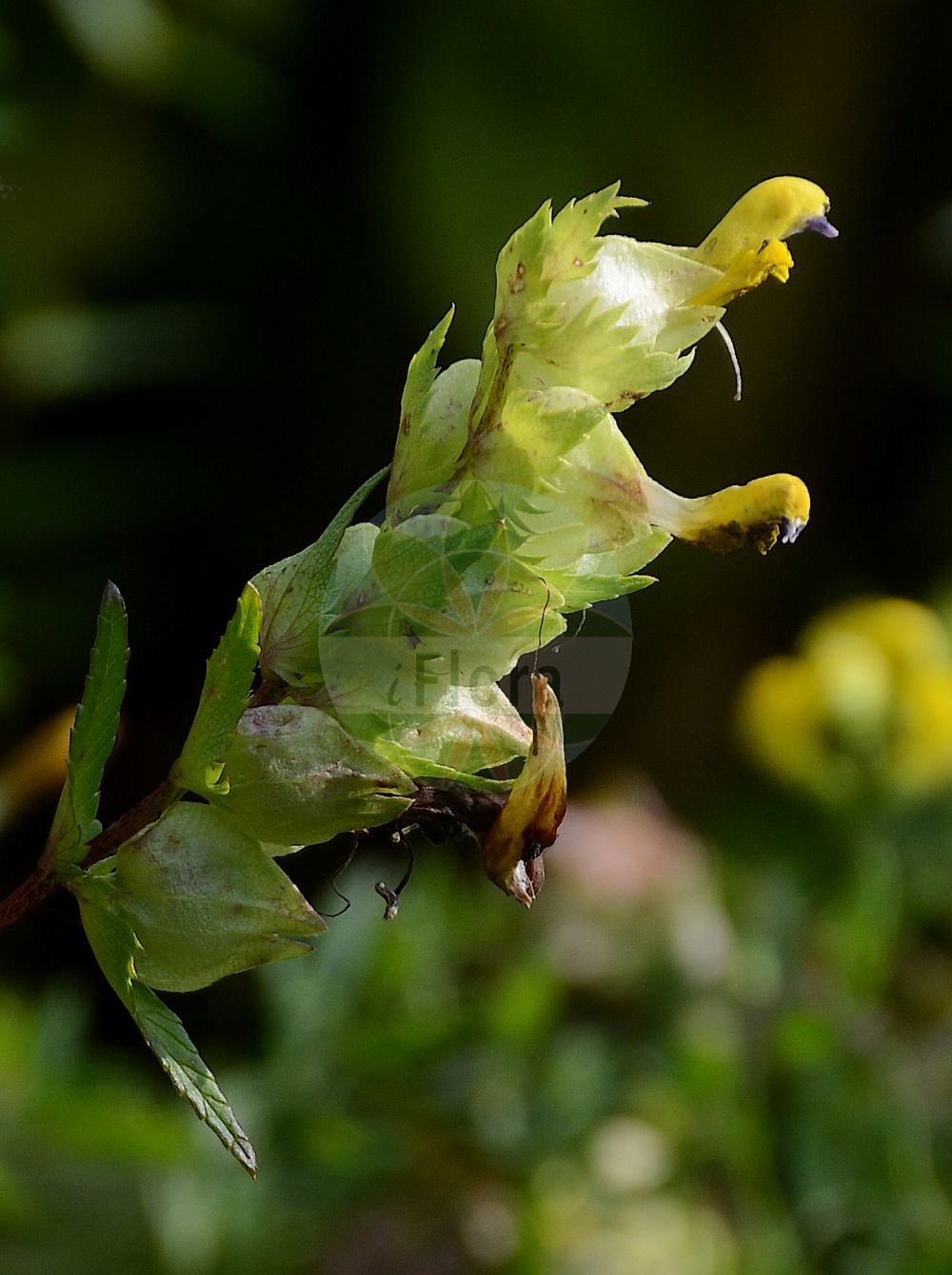 Foto von Rhinanthus angustifolius (Acker-Klappertopf - Late-flowering Yellow Rattle). Das Foto wurde in Berlin, Deutschland aufgenommen. ---- Photo of Rhinanthus angustifolius (Acker-Klappertopf - Late-flowering Yellow Rattle). The picture was taken in Berlin, Germany.(Rhinanthus angustifolius,Acker-Klappertopf,Late-flowering Yellow Rattle,Alectorolophus angustifolius,Alectorolophus glaber,Alectorolophus major,Alectorolophus major Rchb. subsp.,Alectorolophus serotinus,Rhinanthus angustifolius,Rhinanthus glaber,Rhinanthus paludosus,Rhinanthus serotinus,Rhinanthus serotinus subsp. polycladus,Acker-Klappertopf,Grosser Klappertopf,Late-flowering Yellow Rattle,Greater Yellow Rattle,Narrow-leaved Yellow Rattle,Southern Yellow Rattle,Rhinanthus,Klappertopf,Yellow Rattle,Orobanchaceae,Sommerwurzgewächse,Broomrape family)