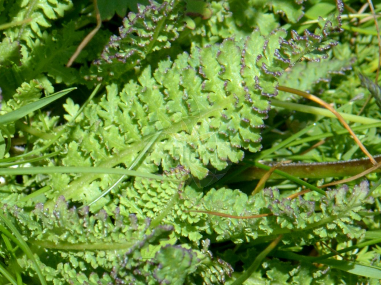 Foto von Pedicularis gyroflexa. Das Foto wurde in Chanousia, Kleiner St. Bernhard, Auvergne-Rhône-Alpes, Frankreich aufgenommen. ---- Photo of Pedicularis gyroflexa. The picture was taken in Chanousia, Little St. Bernhard, Auvergne-Rhône-Alpes, France.(Pedicularis gyroflexa,Pedicularis gyroflexa,Pedicularis gyroflexa Vill. subsp.,Pedicularis gyroflexa Vill. var.,Pedicularis hugueninii,Pedicularis rostrata subsp. hugueninii,Pedicularis,Läusekraut,Lousewort,Orobanchaceae,Sommerwurzgewächse,Broomrape family)