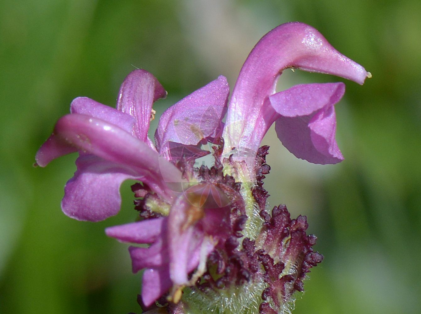 Foto von Pedicularis gyroflexa. Das Foto wurde in Chanousia, Kleiner St. Bernhard, Auvergne-Rhône-Alpes, Frankreich aufgenommen. ---- Photo of Pedicularis gyroflexa. The picture was taken in Chanousia, Little St. Bernhard, Auvergne-Rhône-Alpes, France.(Pedicularis gyroflexa,Pedicularis gyroflexa,Pedicularis gyroflexa Vill. subsp.,Pedicularis gyroflexa Vill. var.,Pedicularis hugueninii,Pedicularis rostrata subsp. hugueninii,Pedicularis,Läusekraut,Lousewort,Orobanchaceae,Sommerwurzgewächse,Broomrape family)