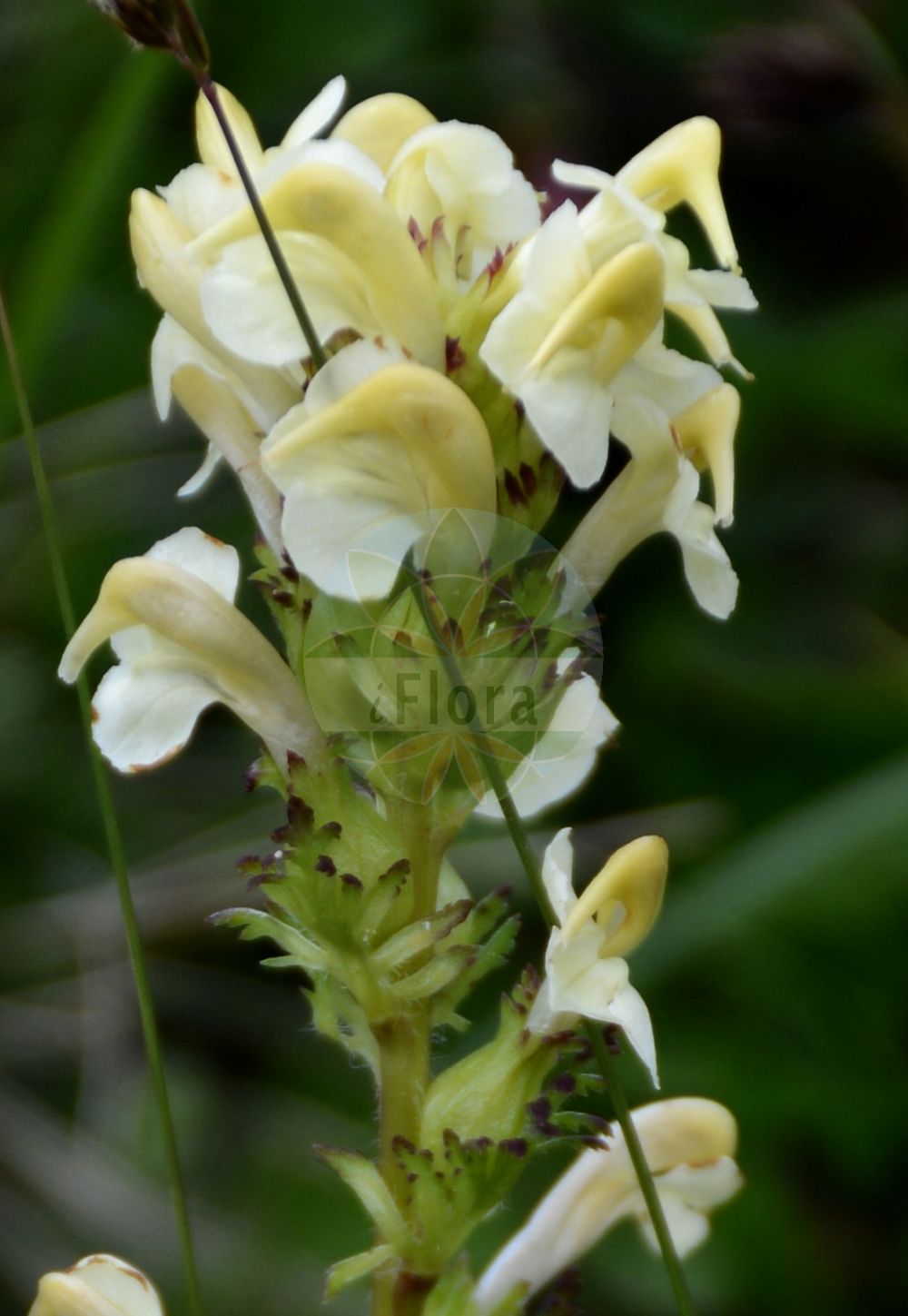 Foto von Pedicularis tuberosa. Das Foto wurde in Brandberg, Tirol, Österreich, Alpen, Zillertal aufgenommen. ---- Photo of Pedicularis tuberosa. The picture was taken in Brandberg, Tyrol, Austria, Alps, Zillertal.(Pedicularis tuberosa,Pedicularis tuberosa,Pedicularis,Läusekraut,Lousewort,Orobanchaceae,Sommerwurzgewächse,Broomrape family)