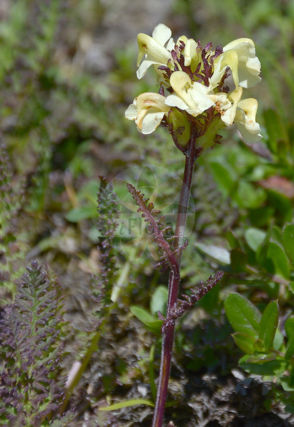 Foto von Pedicularis elongata (Langähriges Läusekraut). ---- Photo of Pedicularis elongata (Langähriges Läusekraut).(Pedicularis elongata,Langähriges Läusekraut,Pedicularis elongata,Langaehriges Laeusekraut,Pedicularis,Läusekraut,Lousewort,Orobanchaceae,Sommerwurzgewächse,Broomrape family)