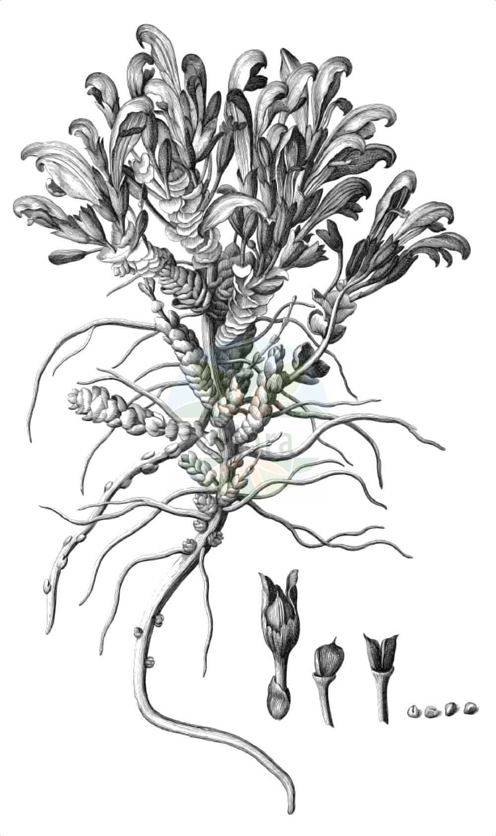 Historische Abbildung von Lathraea clandestina (Purple Toothwort). Das Bild zeigt Blatt, Bluete, Frucht und Same. ---- Historical Drawing of Lathraea clandestina (Purple Toothwort). The image is showing leaf, flower, fruit and seed.(Lathraea clandestina,Purple Toothwort,Clandestina rectiflora,Lathraea clandestina,Lathraea,Schuppenwurz,Toothwort,Orobanchaceae,Sommerwurzgewächse,Broomrape family,Blatt,Bluete,Frucht,Same,leaf,flower,fruit,seed,Dodart (1788))