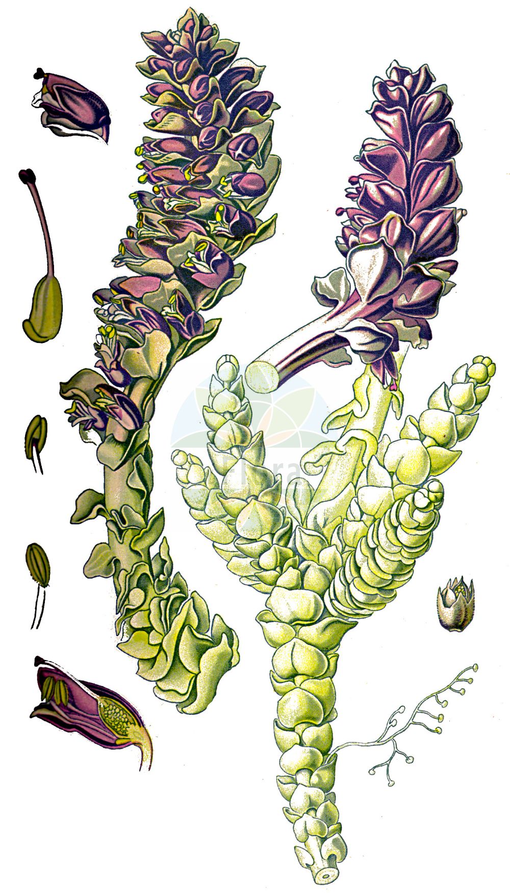 Historische Abbildung von Lathraea squamaria (Gewöhnliche Schuppenwurz - Toothwort). Das Bild zeigt Blatt, Bluete, Frucht und Same. ---- Historical Drawing of Lathraea squamaria (Gewöhnliche Schuppenwurz - Toothwort). The image is showing leaf, flower, fruit and seed.(Lathraea squamaria,Gewöhnliche Schuppenwurz,Toothwort,Lathraea squamaria,Gewoehnliche Schuppenwurz,Fichten-Schuppenwurz,Tatra-Schuppenwurz,Toothwort,Common Toothwort,Corpse Flower,Lathraea,Schuppenwurz,Toothwort,Orobanchaceae,Sommerwurzgewächse,Broomrape family,Blatt,Bluete,Frucht,Same,leaf,flower,fruit,seed,Thomé (1885))