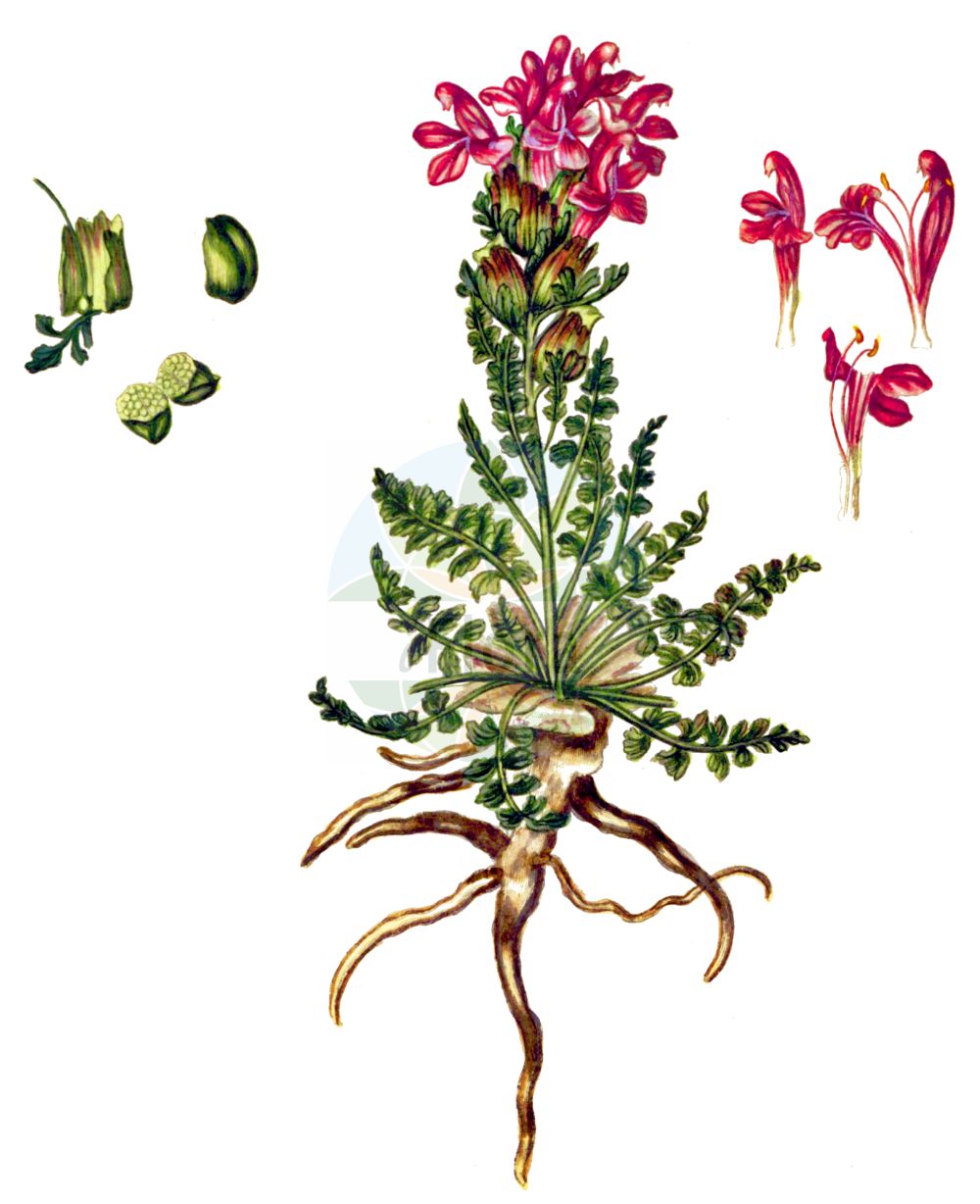 Historische Abbildung von Pedicularis sylvatica (Wald-Läusekraut - Lousewort). Das Bild zeigt Blatt, Bluete, Frucht und Same. ---- Historical Drawing of Pedicularis sylvatica (Wald-Läusekraut - Lousewort). The image is showing leaf, flower, fruit and seed.(Pedicularis sylvatica,Wald-Läusekraut,Lousewort,Pedicularis sylvatica,Wald-Laeusekraut,Lousewort,Common Lousewort,Pedicularis,Läusekraut,Lousewort,Orobanchaceae,Sommerwurzgewächse,Broomrape family,Blatt,Bluete,Frucht,Same,leaf,flower,fruit,seed,Oeder (1761-1883))