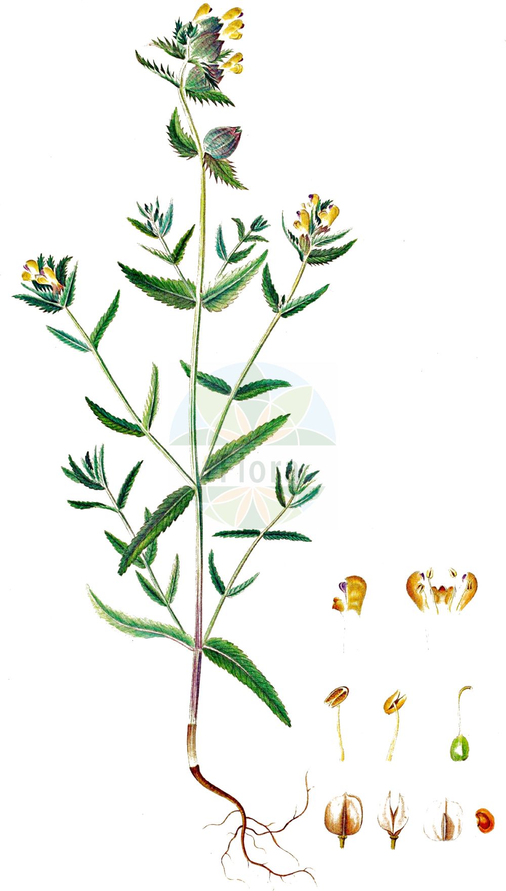 Historische Abbildung von Rhinanthus minor (Kleiner Klappertopf - Yellow-rattle). Das Bild zeigt Blatt, Bluete, Frucht und Same. ---- Historical Drawing of Rhinanthus minor (Kleiner Klappertopf - Yellow-rattle). The image is showing leaf, flower, fruit and seed.(Rhinanthus minor,Kleiner Klappertopf,Yellow-rattle,Alectorolophus borealis,Alectorolophus crista-galli,Alectorolophus drummond-hayi,Alectorolophus minor,Alectorolophus monticola,Alectorolophus parviflorus,Alectorolophus rusticulus,Alectorolophus stenophyllus,Rhinanthus balticus,Rhinanthus borealis,Rhinanthus crista-galli L. var.,Rhinanthus hercynicus,Rhinanthus minor,Rhinanthus minor L. subsp.,Rhinanthus minor L. var.,Rhinanthus nigricans,Rhinanthus rusticulus,Rhinanthus stenophyllus,Kleiner Klappertopf,Yellow-rattle,Cockscomb Rattleweed,Little Yellow Rattle,Lesser Yellow Rattle,Rhinanthus,Klappertopf,Yellow Rattle,Orobanchaceae,Sommerwurzgewächse,Broomrape family,Blatt,Bluete,Frucht,Same,leaf,flower,fruit,seed,Oeder (1761-1883))