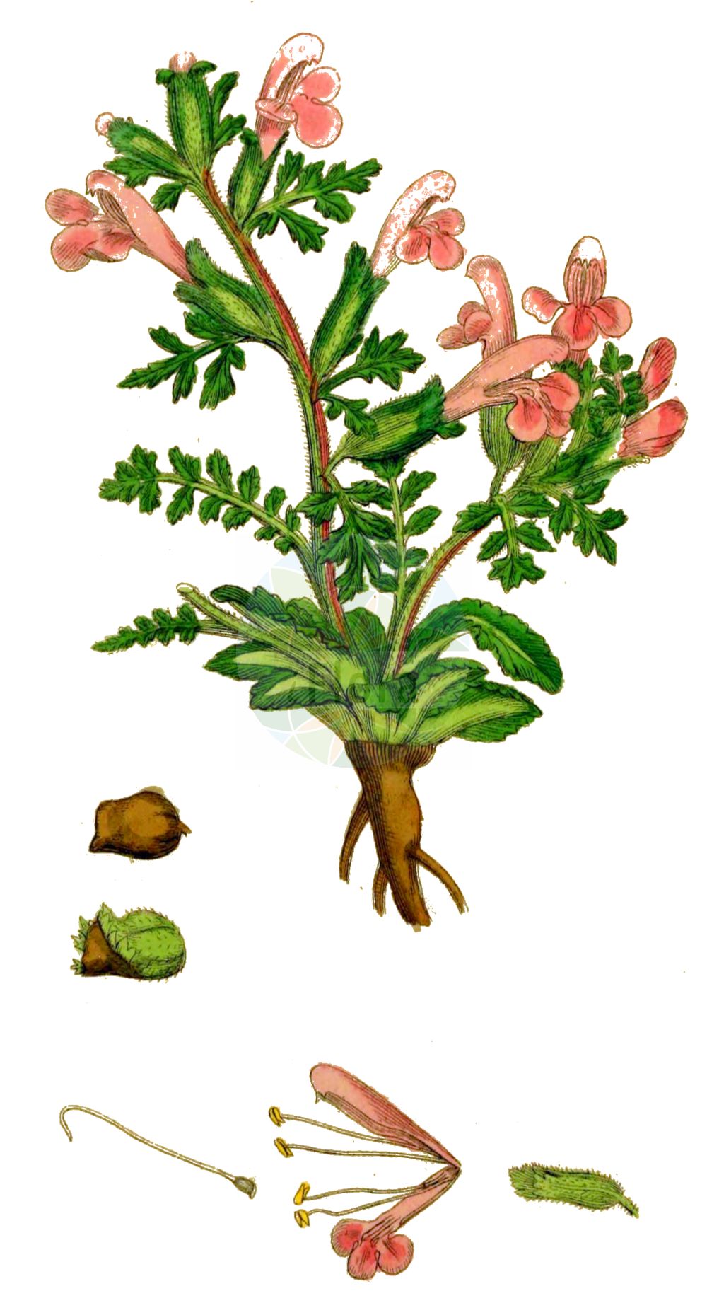 Historische Abbildung von Pedicularis sylvatica (Wald-Läusekraut - Lousewort). Das Bild zeigt Blatt, Bluete, Frucht und Same. ---- Historical Drawing of Pedicularis sylvatica (Wald-Läusekraut - Lousewort). The image is showing leaf, flower, fruit and seed.(Pedicularis sylvatica,Wald-Läusekraut,Lousewort,Pedicularis sylvatica,Wald-Laeusekraut,Lousewort,Common Lousewort,Pedicularis,Läusekraut,Lousewort,Orobanchaceae,Sommerwurzgewächse,Broomrape family,Blatt,Bluete,Frucht,Same,leaf,flower,fruit,seed,Sowerby (1790-1813))