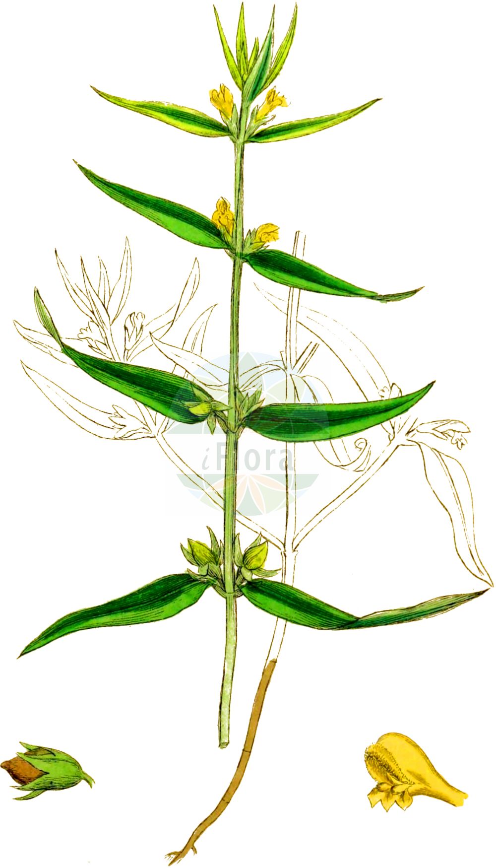 Historische Abbildung von Melampyrum sylvaticum (Wald-Wachtelweizen - Small Cow-wheat). Das Bild zeigt Blatt, Bluete, Frucht und Same. ---- Historical Drawing of Melampyrum sylvaticum (Wald-Wachtelweizen - Small Cow-wheat). The image is showing leaf, flower, fruit and seed.(Melampyrum sylvaticum,Wald-Wachtelweizen,Small Cow-wheat,Melampyrum aestivale,Melampyrum carpaticum,Melampyrum intermedium,Melampyrum laricetorum,Melampyrum subsylvaticum,Melampyrum sylvaticum,Melampyrum sylvaticum L. subsp.,Melampyrum transsilvanicum,Wald-Wachtelweizen,Berg-Wachtelweizen,Gewoehnlicher Wald-Wachtelweizen,Karpaten-Waldwachtelweizen,Mittlerer Wald-Wachtelweizen,Sommer-Waldwachtelweizen,Small Cow-wheat,Wood Cow-wheat,Melampyrum,Wachtelweizen,Cowwheat,Orobanchaceae,Sommerwurzgewächse,Broomrape family,Blatt,Bluete,Frucht,Same,leaf,flower,fruit,seed,Sowerby (1790-1813))