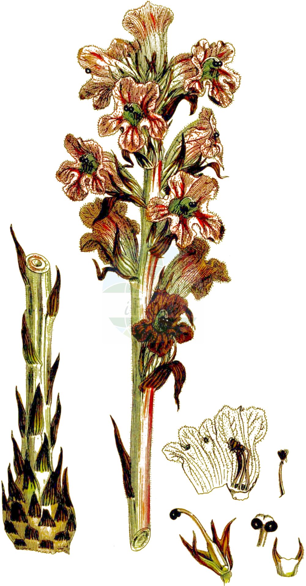 Historische Abbildung von Orobanche caryophyllacea (Nelken-Sommerwurz - Bedstraw Broomrape). Das Bild zeigt Blatt, Bluete, Frucht und Same. ---- Historical Drawing of Orobanche caryophyllacea (Nelken-Sommerwurz - Bedstraw Broomrape). The image is showing leaf, flower, fruit and seed.(Orobanche caryophyllacea,Nelken-Sommerwurz,Bedstraw Broomrape,Orobanche buhsei,Orobanche caryophyllacea,Orobanche clausonis,Orobanche galii,Orobanche hesperina,Orobanche vulgaris,Nelken-Sommerwurz,Gemeine Sommerwurz,Bedstraw Broomrape,Clove-scented Broomrape,Orobanche,Sommerwurz,Broomrape,Orobanchaceae,Sommerwurzgewächse,Broomrape family,Blatt,Bluete,Frucht,Same,leaf,flower,fruit,seed,Sowerby (1790-1813))