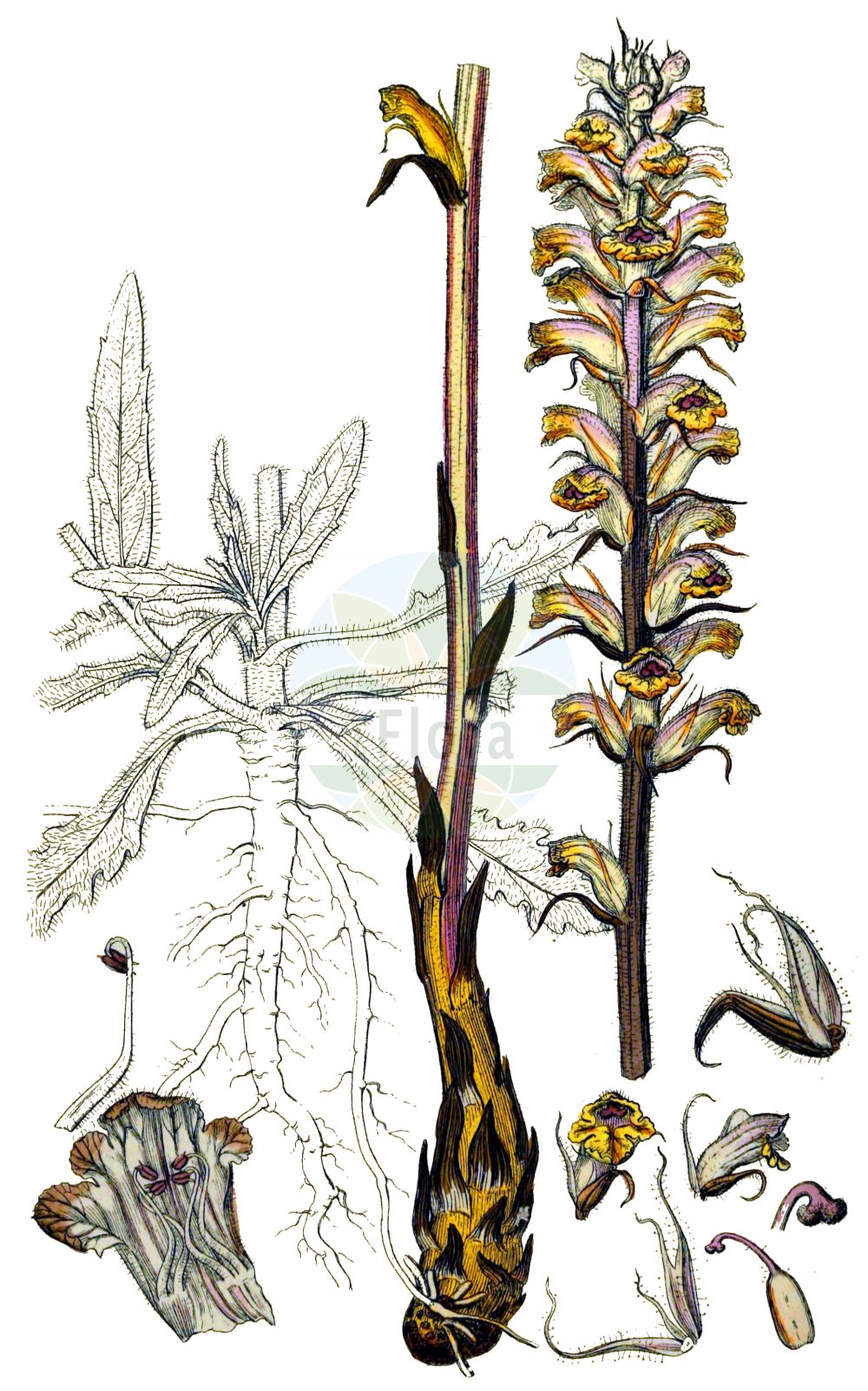 Orobanche artemisiae-campestris - Orobanchaceae,Plantae,Pteridobiotina,Angiosperms,Lamiales,Orobanchaceae,Orobanche,Orobanche artemisiae-campestris,Orobanche artemisiae, Orobanche artemisi-epiphyta, Orobanche artemisiophya, Orobanche carotae, Orobanche carotae, Orobanche loricata, Orobanche loricata f. albostigma, Orobanche lusitanica, Orobanche picridis var. carotae, Orobanche picridis var. loricata, Orobanche pseudoloricata, Orobanche scolymi,Panzer-Sommerwurz;Bitterkraut-Sommerwurz;Beifuß-Sommerwurz;Bitterkraut-Würger;Beifuss-Würger;oxtongue broomrape;mugwort broomrape;Orobanche de la picride;Orobanche de l'armoise;orobanche des crépides;orobanche en cotte de mailles;Succiamele dell'aspraggine;Succiamele dell'assenzio di campo;succiamele delle aspraggine;kruip-brem;bitterkruidbremraap;заразиха горчаковая;papatyakıran;sparqe;braškasti volovod;lepezasti volovod;bittermælk-gyvelkvæler;zaraza goryczelowa;pelinov pojalnik;skrkin pojalnik;keserűgyökér-vajvirág;üröm-vajvirág;záraza hořčíková;záraza šupinatá;záraza horčíková;záraza šupinatá;вовчок гірчаковий;кожест воловодец;alleket argemanit;עַלֶּקֶת אַרְגְּמָנִית