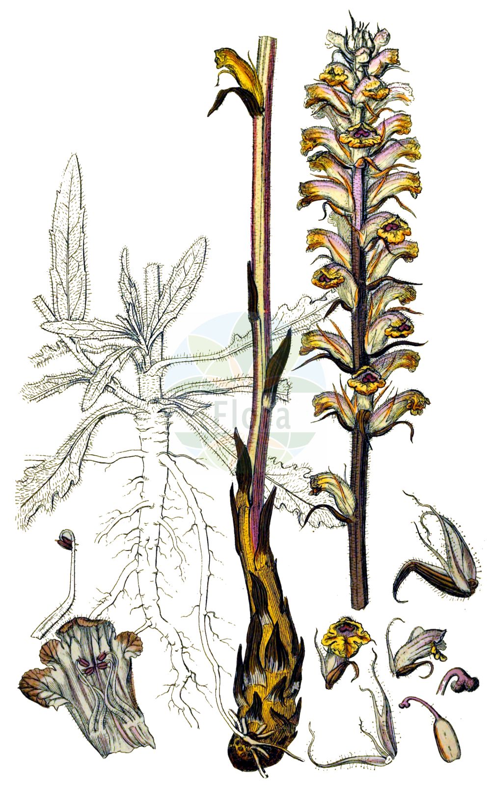 Historische Abbildung von Orobanche artemisiae-campestris (Panzer-Sommerwurz - Oxtongue Broomrape). Das Bild zeigt Blatt, Bluete, Frucht und Same. ---- Historical Drawing of Orobanche artemisiae-campestris (Panzer-Sommerwurz - Oxtongue Broomrape). The image is showing leaf, flower, fruit and seed.(Orobanche artemisiae-campestris,Panzer-Sommerwurz,Oxtongue Broomrape,Orobanche ambigua,Orobanche artemisiae,Orobanche artemisiae-campestris,Orobanche carotae,Orobanche centaurina,Orobanche hieracii-pilosellae,Orobanche lilacina,Orobanche loricata,Orobanche picridis,Orobanche picridis-hieracioidis,Orobanche santolinae,Orobanche scolymi,Panzer-Sommerwurz,Oxtongue Broomrape,Mugwort Broomrape,Orobanche,Sommerwurz,Broomrape,Orobanchaceae,Sommerwurzgewächse,Broomrape family,Blatt,Bluete,Frucht,Same,leaf,flower,fruit,seed,Sowerby (1790-1813))