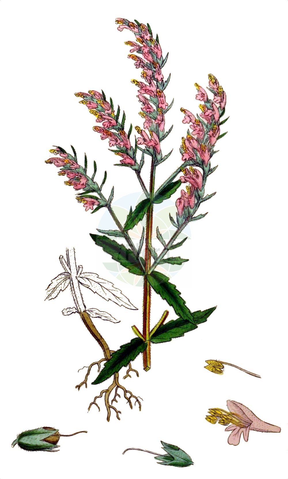 Odontites vulgaris - Orobanchaceae,Plantae,Pteridobiotina,Angiosperms,Lamiales,Orobanchaceae,Odontites,Odontites vulgaris,Bartsia odontites, Bartsia serotina, Euphrasia odontites, Euphrasia odontites var. pratensis, Euphrasia serotina, Odontites odontites, Odontites ruber, Odontites rubra, Odontites rubra, Odontites rubra subsp. pumila, Odontites rubra subsp. rothmaleri, Odontites salina, Odontites serotina, Odontites serotinus, Odontites serotinus, Odontites verna subsp. pumila, Odontites vernus subsp. serotinus, Odontites vulgaris subsp. salina,Roter Zahntrost;Gewöhnlicher Roter Zahntrost;Herbst-Zahntrost;Kleiner Roter Zahntrost;Rothmalers Roter Zahntrost;Später Roter Zahntrost;red bartsia;common bartsia;red eyebright;Odontitès tardif;odontite rouge;odontite précoce;odontitès du printemps;odontite tardif;algarabia;eufrasia roja;odontite rossa;perlina primaticcia;perlina di primavera;perlina rossa;roode ogentroost;rode ogentroost;vroege ogentroost;зубчатка обыкновенная;davun otu;kasna crnica;rödtoppa;mark-rødtop;sommer-rødtop;zagorzałek póżny;vörös fogfű;zdravínek jarní pozdní;zdravienok neskorý;кравник звичайний;кравник солончаковий;harilik kamaras;parastais sārtžiulītis;åkerraudtopp;engraudtopp;punasänkiö;црвена видока;raudonasis skėstukas;liáo chǐ cǎo;疗齿草