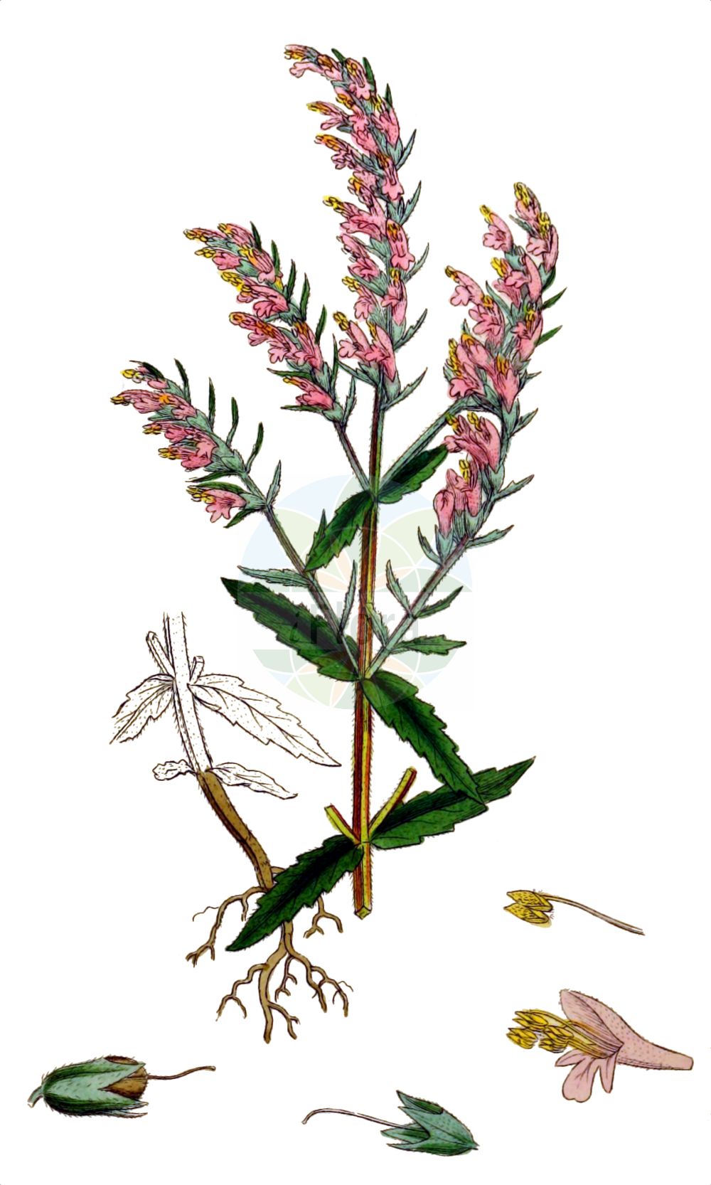 Historische Abbildung von Odontites vulgaris (Frühlings-Zahntrost - Common Bartsia). Das Bild zeigt Blatt, Bluete, Frucht und Same. ---- Historical Drawing of Odontites vulgaris (Frühlings-Zahntrost - Common Bartsia). The image is showing leaf, flower, fruit and seed.(Odontites vulgaris,Frühlings-Zahntrost,Common Bartsia,Euphrasia odontites,Euphrasia serotina,Odontites canescens,Odontites ruber,Odontites salina,Odontites serotina,Odontites serotinus,Odontites virgata,Odontites vulgaris,Odontites vulgaris Moench subsp.,Odontites vulgaris subsp. salina,Fruehlings-Zahntrost,Herbst-Zahntrost,Roter Zahntrost,Common Bartsia,Red Bartsia,Red Eyebright,Odontites,Zahntrost,Red Bartsia,Orobanchaceae,Sommerwurzgewächse,Broomrape family,Blatt,Bluete,Frucht,Same,leaf,flower,fruit,seed,Sowerby (1790-1813))