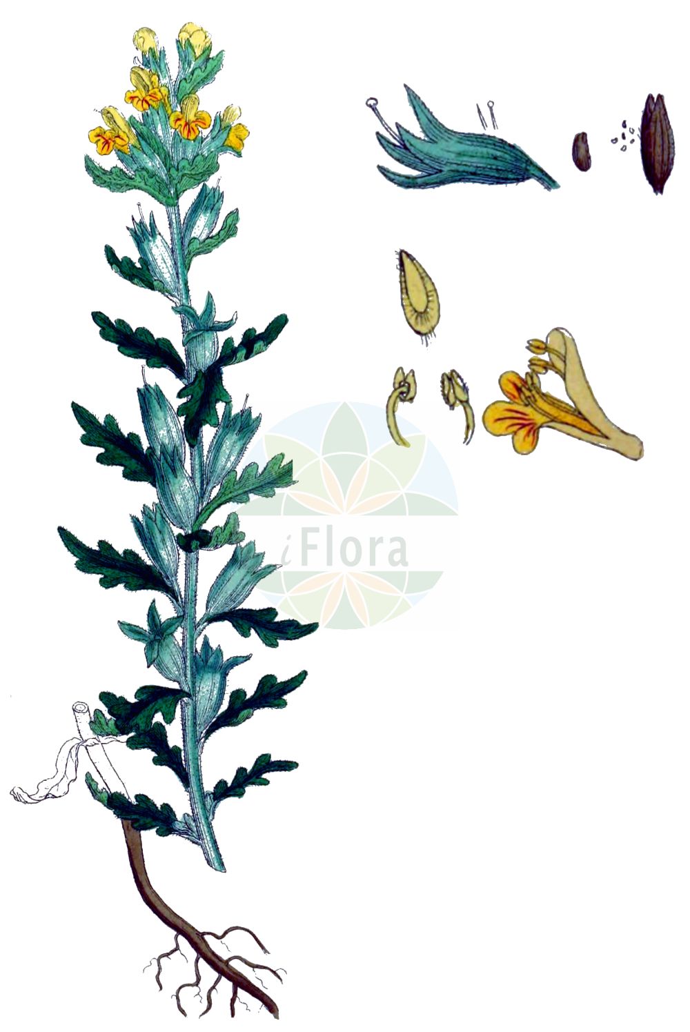 Historische Abbildung von Parentucellia viscosa (Yellow Bartsia). Das Bild zeigt Blatt, Bluete, Frucht und Same. ---- Historical Drawing of Parentucellia viscosa (Yellow Bartsia). The image is showing leaf, flower, fruit and seed.(Parentucellia viscosa,Yellow Bartsia,Bartsia viscosa,Bellardia viscosa,Eufragia viscosa,Euphragia viscosa,Lasiopera viscosa,Parentucellia viscosa,Trixago viscosa,Parentucellia,Orobanchaceae,Sommerwurzgewächse,Broomrape family,Blatt,Bluete,Frucht,Same,leaf,flower,fruit,seed,Sowerby (1790-1813))