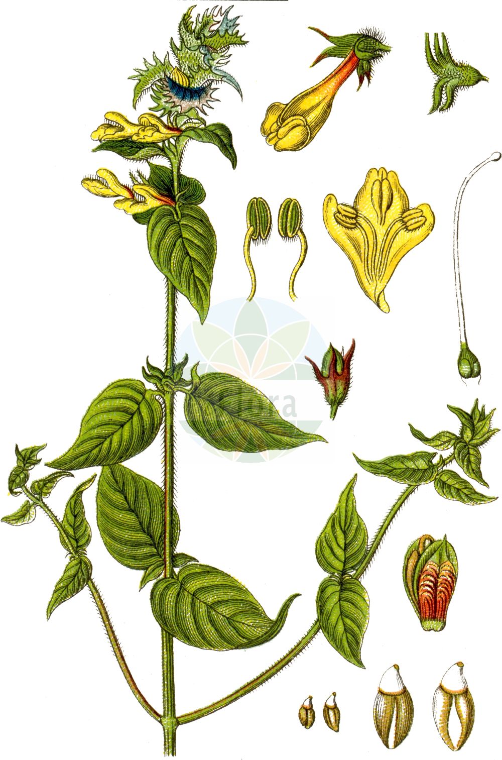 Historische Abbildung von Melampyrum nemorosum (Hain-Wachtelweizen - Wood Cow-wheat). Das Bild zeigt Blatt, Bluete, Frucht und Same. ---- Historical Drawing of Melampyrum nemorosum (Hain-Wachtelweizen - Wood Cow-wheat). The image is showing leaf, flower, fruit and seed.(Melampyrum nemorosum,Hain-Wachtelweizen,Wood Cow-wheat,Melampyrum debreceniense,Melampyrum moravicum,Melampyrum nemorosum,Melampyrum nemorosum L. subsp.,Melampyrum nemorosum subsp. zingeri,Hain-Wachtelweizen,Polnischer Wachtelweizen,Wood Cow-wheat,Blue Cow-wheat,Melampyrum,Wachtelweizen,Cowwheat,Orobanchaceae,Sommerwurzgewächse,Broomrape family,Blatt,Bluete,Frucht,Same,leaf,flower,fruit,seed,Sturm (1796f))