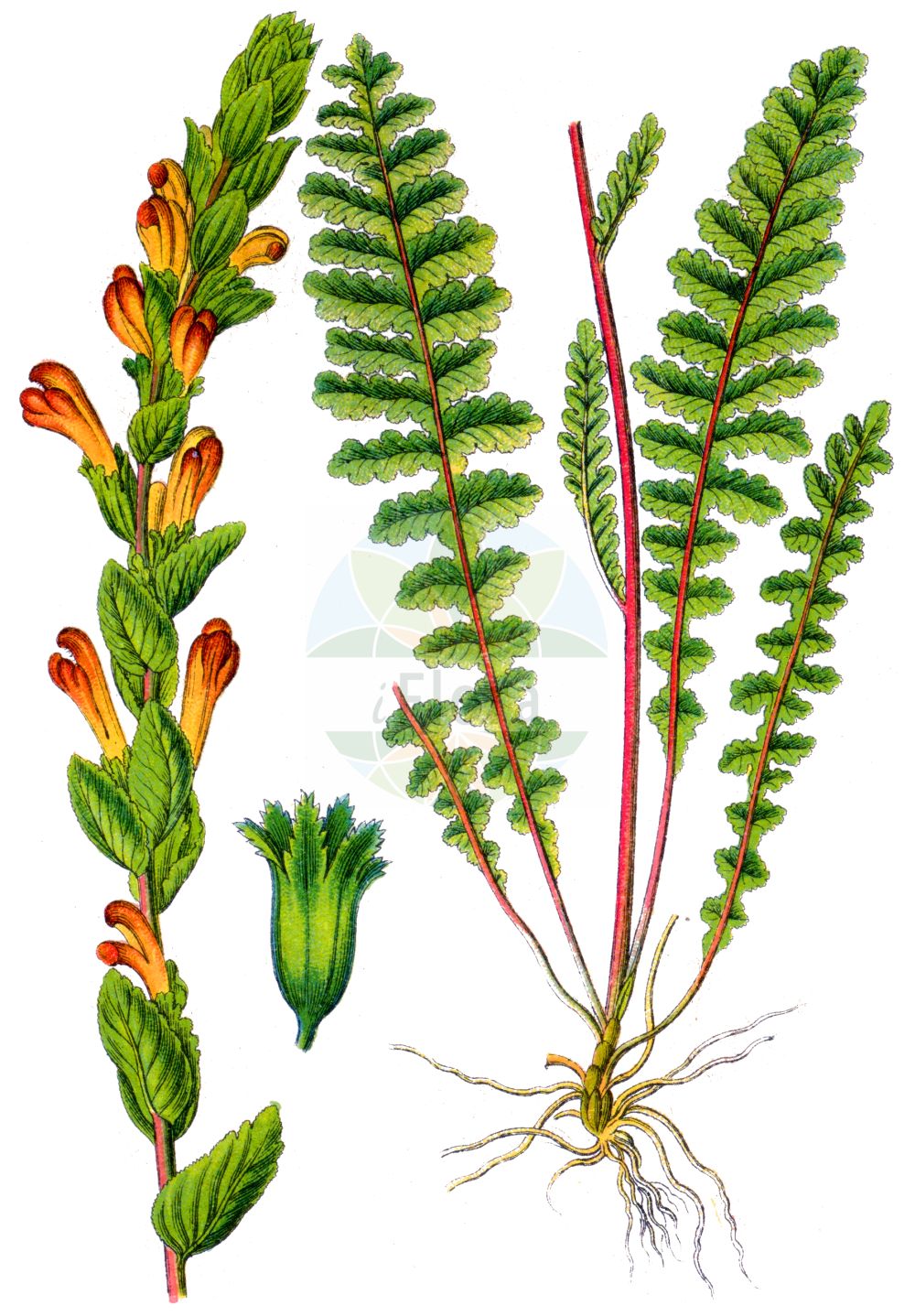 Historische Abbildung von Pedicularis sceptrum-carolinum (Karlszepter - Moor-king). Das Bild zeigt Blatt, Bluete, Frucht und Same. ---- Historical Drawing of Pedicularis sceptrum-carolinum (Karlszepter - Moor-king). The image is showing leaf, flower, fruit and seed.(Pedicularis sceptrum-carolinum,Karlszepter,Moor-king,Pedicularis sceptrum-carolinum,Karlszepter,Moorkoenig,Moor-king,Pedicularis,Läusekraut,Lousewort,Orobanchaceae,Sommerwurzgewächse,Broomrape family,Blatt,Bluete,Frucht,Same,leaf,flower,fruit,seed,Sturm (1796f))