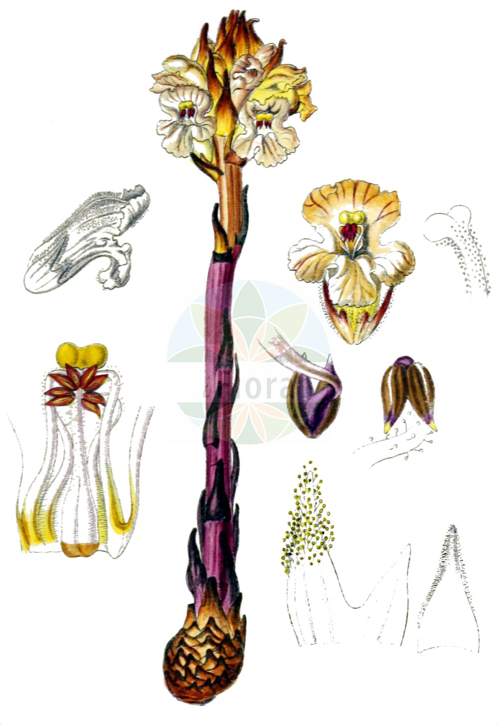 Historische Abbildung von Orobanche lutea (Gelbe Sommerwurz - Yellow Broomrape). Das Bild zeigt Blatt, Bluete, Frucht und Same. ---- Historical Drawing of Orobanche lutea (Gelbe Sommerwurz - Yellow Broomrape). The image is showing leaf, flower, fruit and seed.(Orobanche lutea,Gelbe Sommerwurz,Yellow Broomrape,Orobanche alpigena,Orobanche armena,Orobanche concreta,Orobanche fragrantissima,Orobanche hians,Orobanche lutea,Orobanche prosgolica,Orobanche rubens,Gelbe Sommerwurz,Roetlichgelbe Sommerwurz,Yellow Broomrape,Red-flower Broomrape,Orobanche,Sommerwurz,Broomrape,Orobanchaceae,Sommerwurzgewächse,Broomrape family,Blatt,Bluete,Frucht,Same,leaf,flower,fruit,seed,Sturm (1796f))