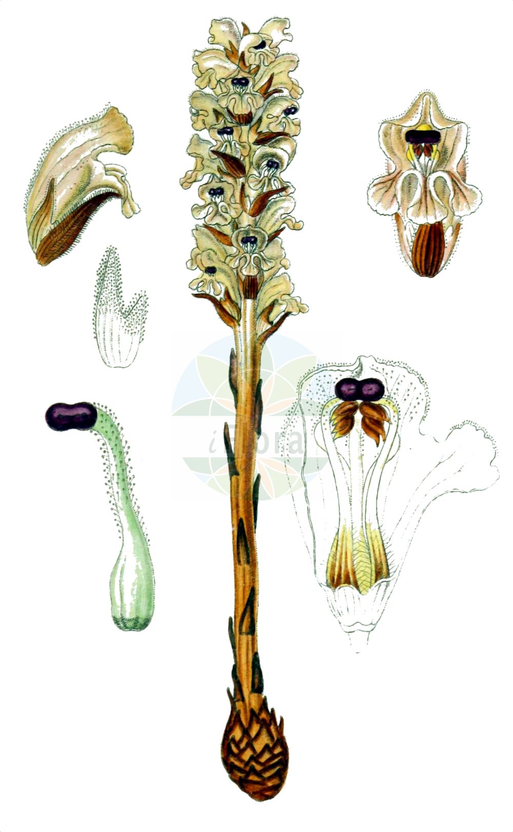 Historische Abbildung von Orobanche caryophyllacea (Nelken-Sommerwurz - Bedstraw Broomrape). Das Bild zeigt Blatt, Bluete, Frucht und Same. ---- Historical Drawing of Orobanche caryophyllacea (Nelken-Sommerwurz - Bedstraw Broomrape). The image is showing leaf, flower, fruit and seed.(Orobanche caryophyllacea,Nelken-Sommerwurz,Bedstraw Broomrape,Orobanche buhsei,Orobanche caryophyllacea,Orobanche clausonis,Orobanche galii,Orobanche hesperina,Orobanche vulgaris,Nelken-Sommerwurz,Gemeine Sommerwurz,Bedstraw Broomrape,Clove-scented Broomrape,Orobanche,Sommerwurz,Broomrape,Orobanchaceae,Sommerwurzgewächse,Broomrape family,Blatt,Bluete,Frucht,Same,leaf,flower,fruit,seed,Sturm (1796f))