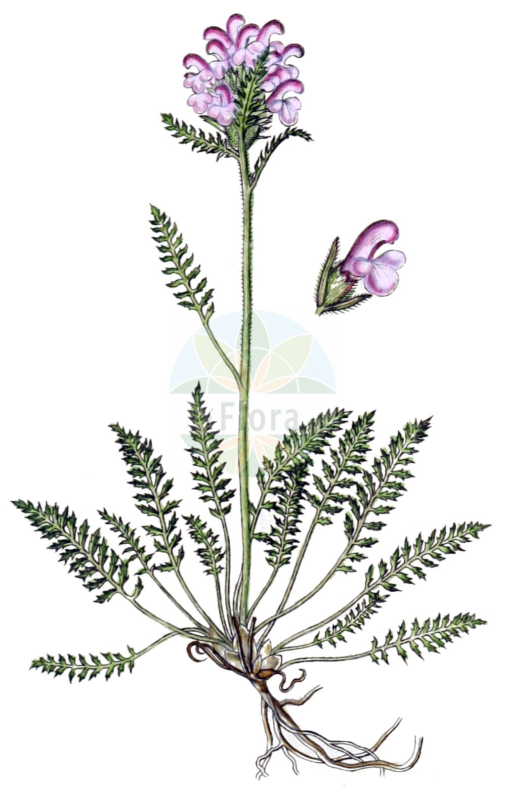 Historische Abbildung von Pedicularis rosea. Das Bild zeigt Blatt, Bluete, Frucht und Same. ---- Historical Drawing of Pedicularis rosea. The image is showing leaf, flower, fruit and seed.(Pedicularis rosea,Pedicularis rosea,Pedicularis,Läusekraut,Lousewort,Orobanchaceae,Sommerwurzgewächse,Broomrape family,Blatt,Bluete,Frucht,Same,leaf,flower,fruit,seed,Sturm (1796f))