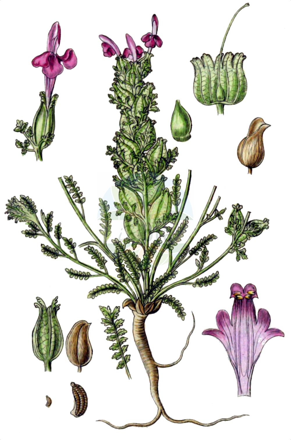 Historische Abbildung von Pedicularis sylvatica (Wald-Läusekraut - Lousewort). Das Bild zeigt Blatt, Bluete, Frucht und Same. ---- Historical Drawing of Pedicularis sylvatica (Wald-Läusekraut - Lousewort). The image is showing leaf, flower, fruit and seed.(Pedicularis sylvatica,Wald-Läusekraut,Lousewort,Pedicularis sylvatica,Wald-Laeusekraut,Lousewort,Common Lousewort,Pedicularis,Läusekraut,Lousewort,Orobanchaceae,Sommerwurzgewächse,Broomrape family,Blatt,Bluete,Frucht,Same,leaf,flower,fruit,seed,Sturm (1796f))