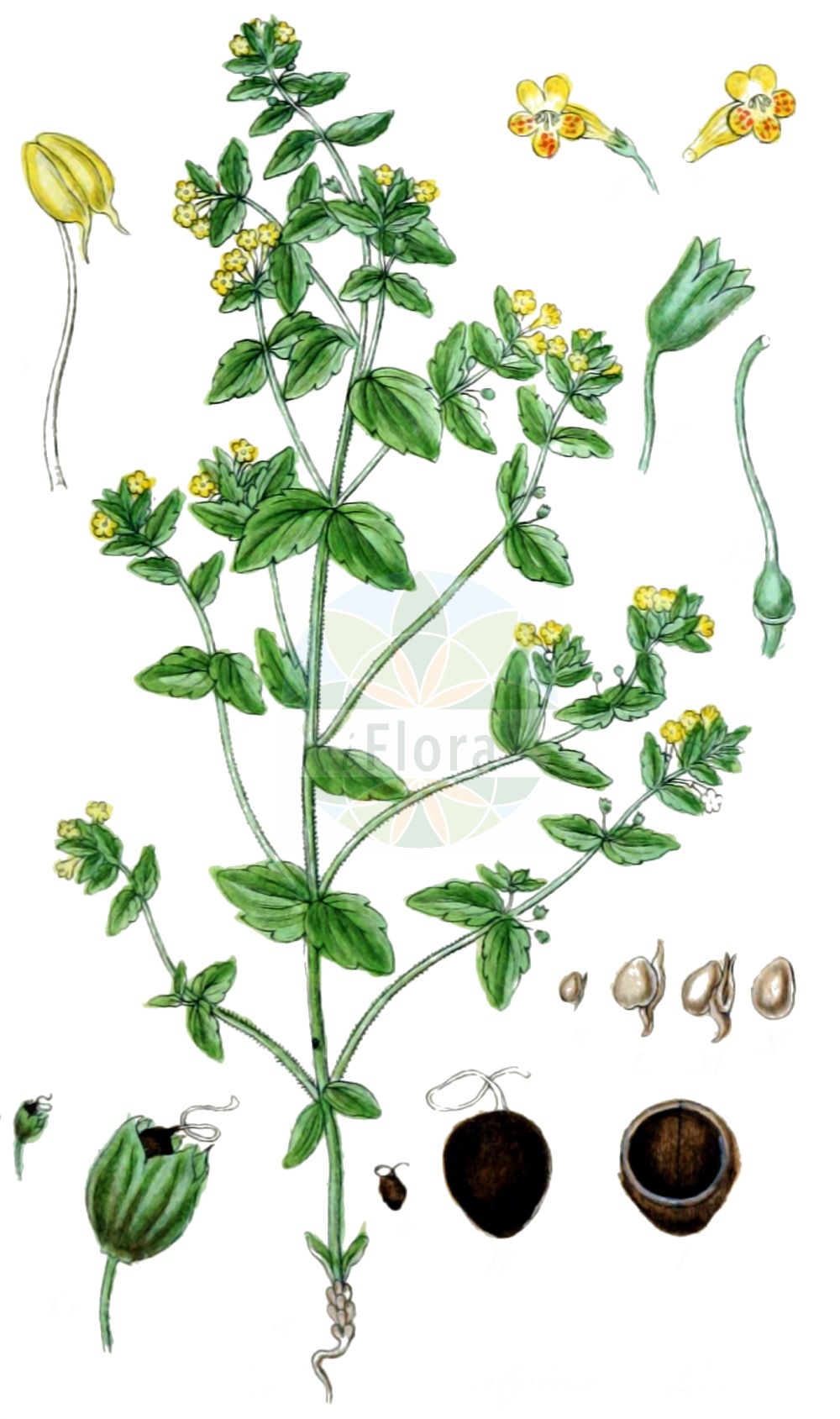 Historische Abbildung von Tozzia alpina (Alpenrachen - Alpine Tozzia). Das Bild zeigt Blatt, Bluete, Frucht und Same. ---- Historical Drawing of Tozzia alpina (Alpenrachen - Alpine Tozzia). The image is showing leaf, flower, fruit and seed.(Tozzia alpina,Alpenrachen,Alpine Tozzia,Tozzia alpina,Alpenrachen,Tozzie,Alpine Tozzia,Tozzia,Alpenrachen,Orobanchaceae,Sommerwurzgewächse,Broomrape family,Blatt,Bluete,Frucht,Same,leaf,flower,fruit,seed,Sturm (1796f))