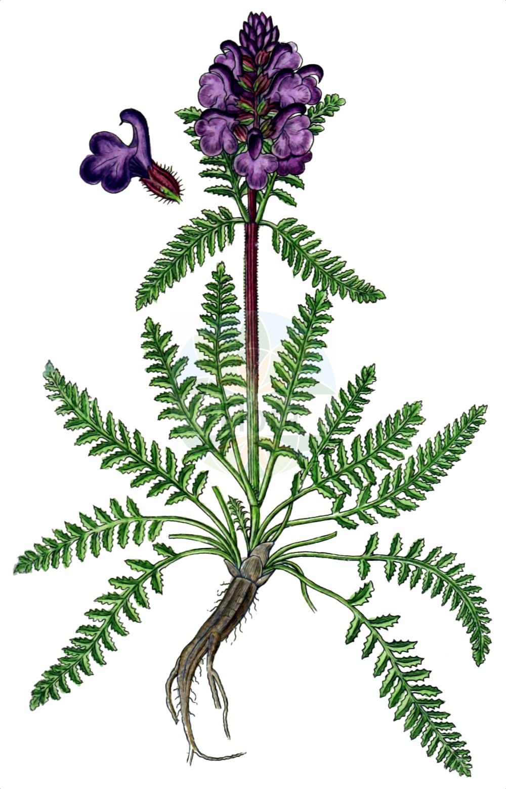 Historische Abbildung von Pedicularis verticillata (Quirlblättriges Läusekraut - Verticillate Lousewort). Das Bild zeigt Blatt, Bluete, Frucht und Same. ---- Historical Drawing of Pedicularis verticillata (Quirlblättriges Läusekraut - Verticillate Lousewort). The image is showing leaf, flower, fruit and seed.(Pedicularis verticillata,Quirlblättriges Läusekraut,Verticillate Lousewort,Pedicularis verticillata,Quirlblaettriges Laeusekraut,Verticillate Lousewort,Whorled Lousewort,Pedicularis,Läusekraut,Lousewort,Orobanchaceae,Sommerwurzgewächse,Broomrape family,Blatt,Bluete,Frucht,Same,leaf,flower,fruit,seed,Sturm (1796f))