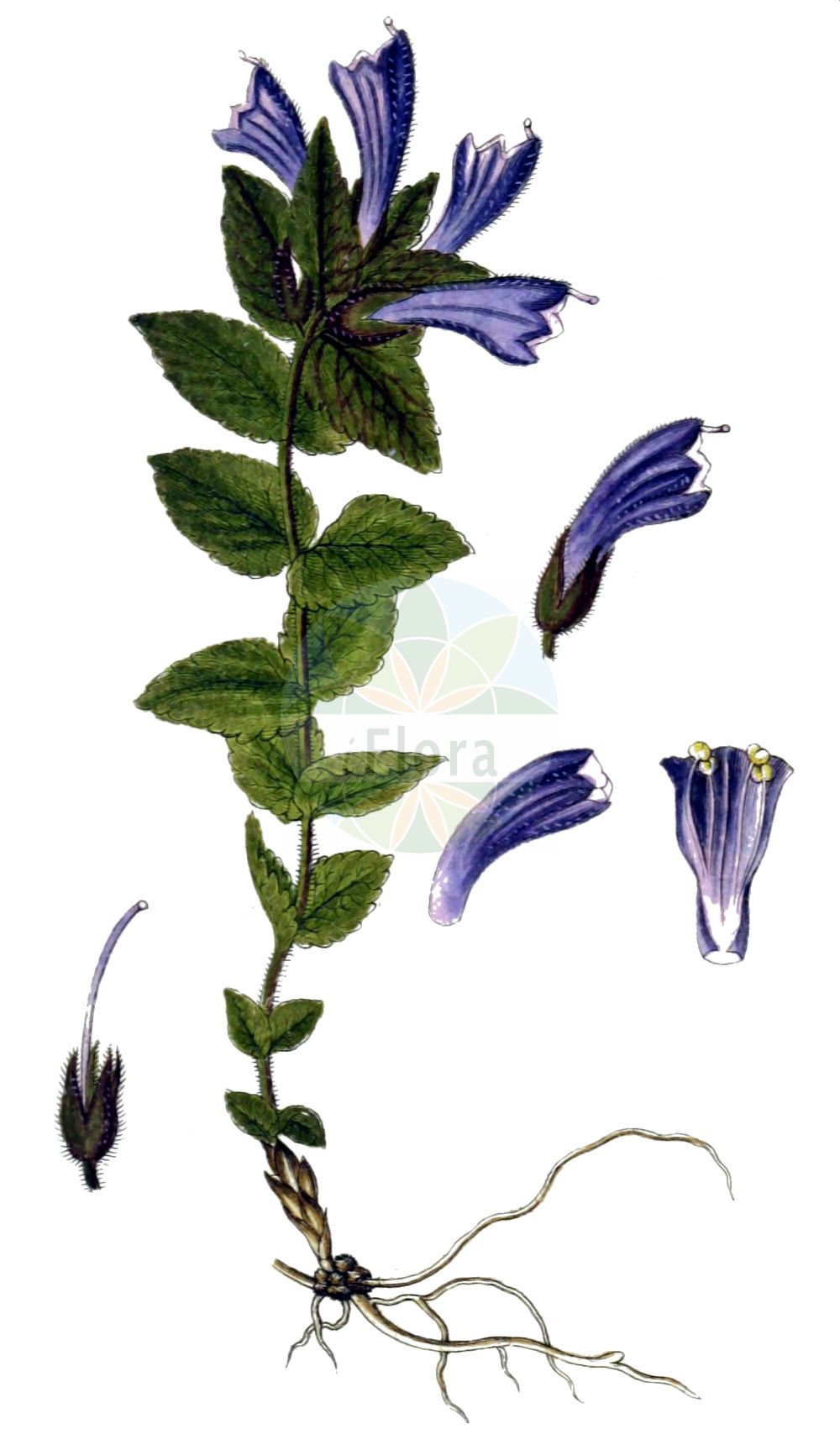 Historische Abbildung von Bartsia alpina (Alpenhelm - Alpine Bartsia). Das Bild zeigt Blatt, Bluete, Frucht und Same. ---- Historical Drawing of Bartsia alpina (Alpenhelm - Alpine Bartsia). The image is showing leaf, flower, fruit and seed.(Bartsia alpina,Alpenhelm,Alpine Bartsia,Bartsia alpina,Alpenhelm,Alpen-Bartschie,Europaeischer Alpenhelm,Trauerblume,Alpine Bartsia,Velvetbells,Bartsia,Bartschie,Velvetbells,Orobanchaceae,Sommerwurzgewächse,Broomrape family,Blatt,Bluete,Frucht,Same,leaf,flower,fruit,seed,Sturm (1796f))